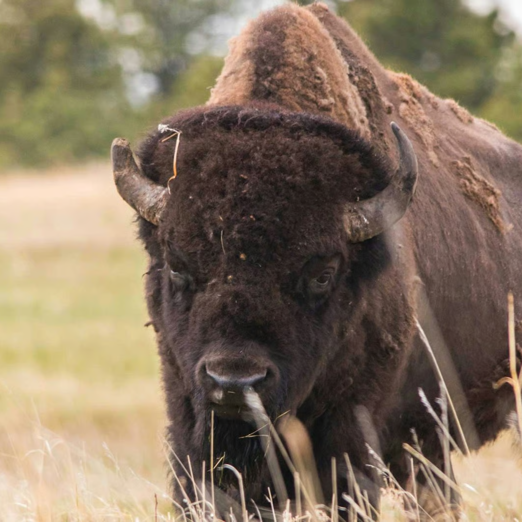 Show & Share - Thursday, Jan 29, 7-9 pm