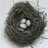 birdnest.jpg