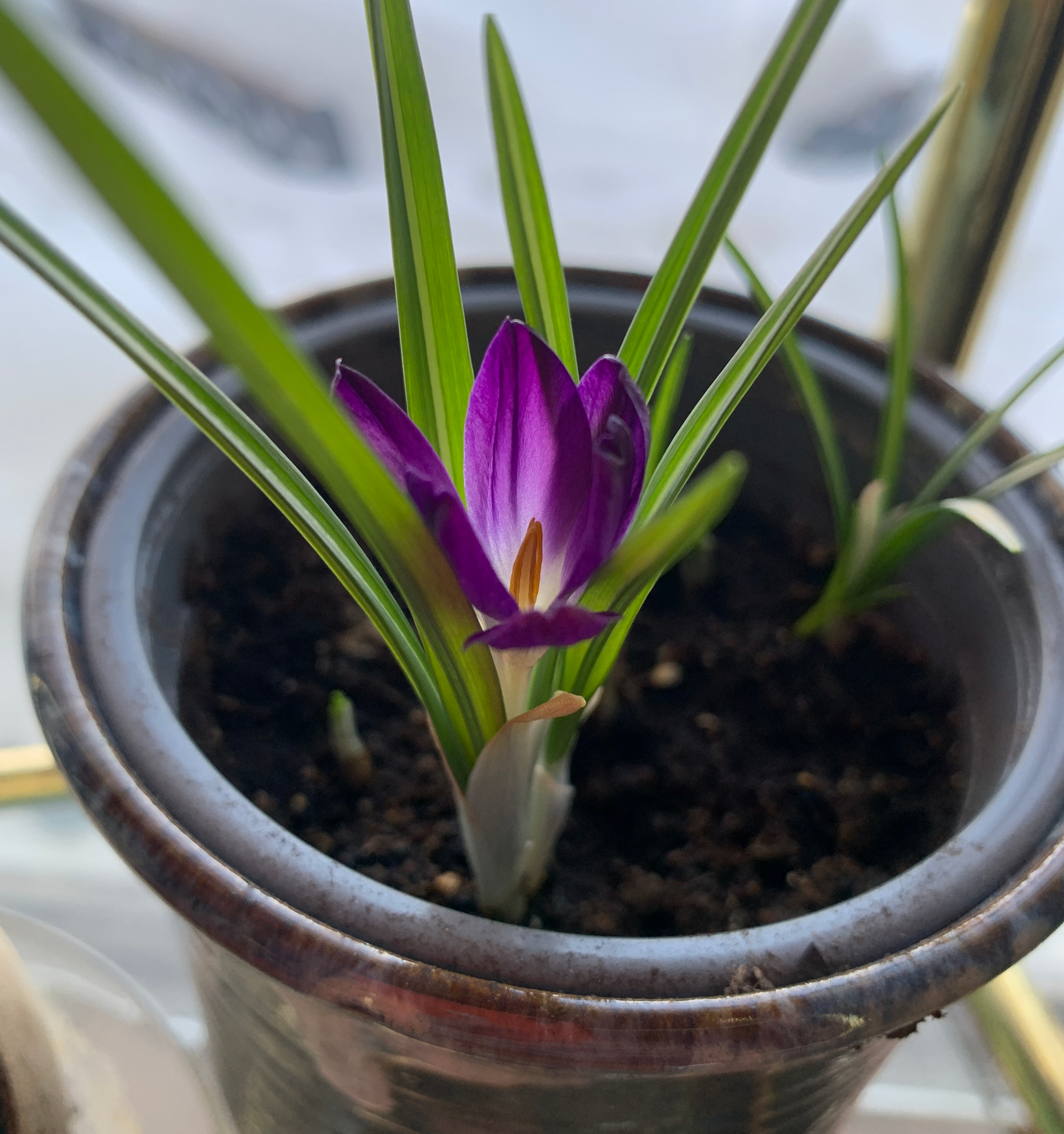 Earth Awakens Family Art - Painting - Saturday, April 11, 2026 1:30-3:00