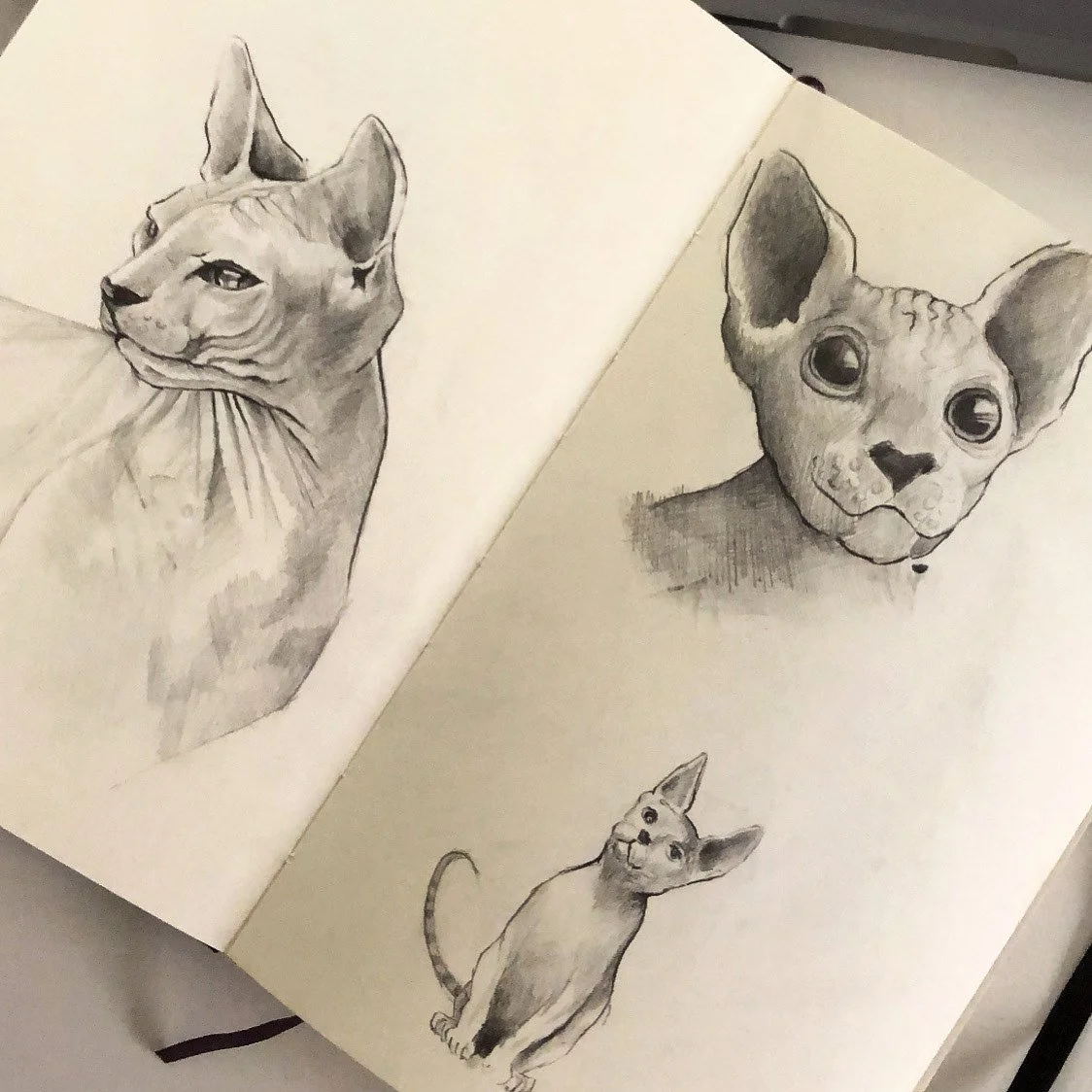 Sketches of three different cats in a sketchbook, each with unique features and expressions.