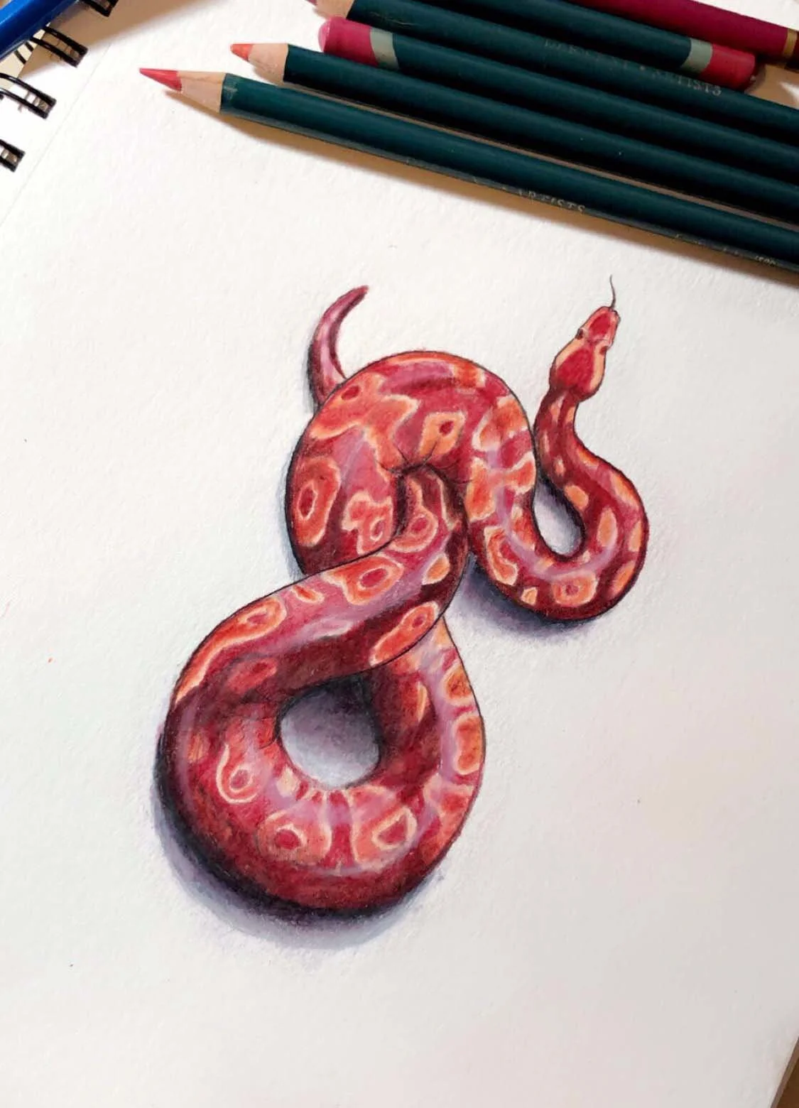 Colorful realistic drawing of a snake with a red and pink patchy pattern on white paper, with colored pencils visible at the top.