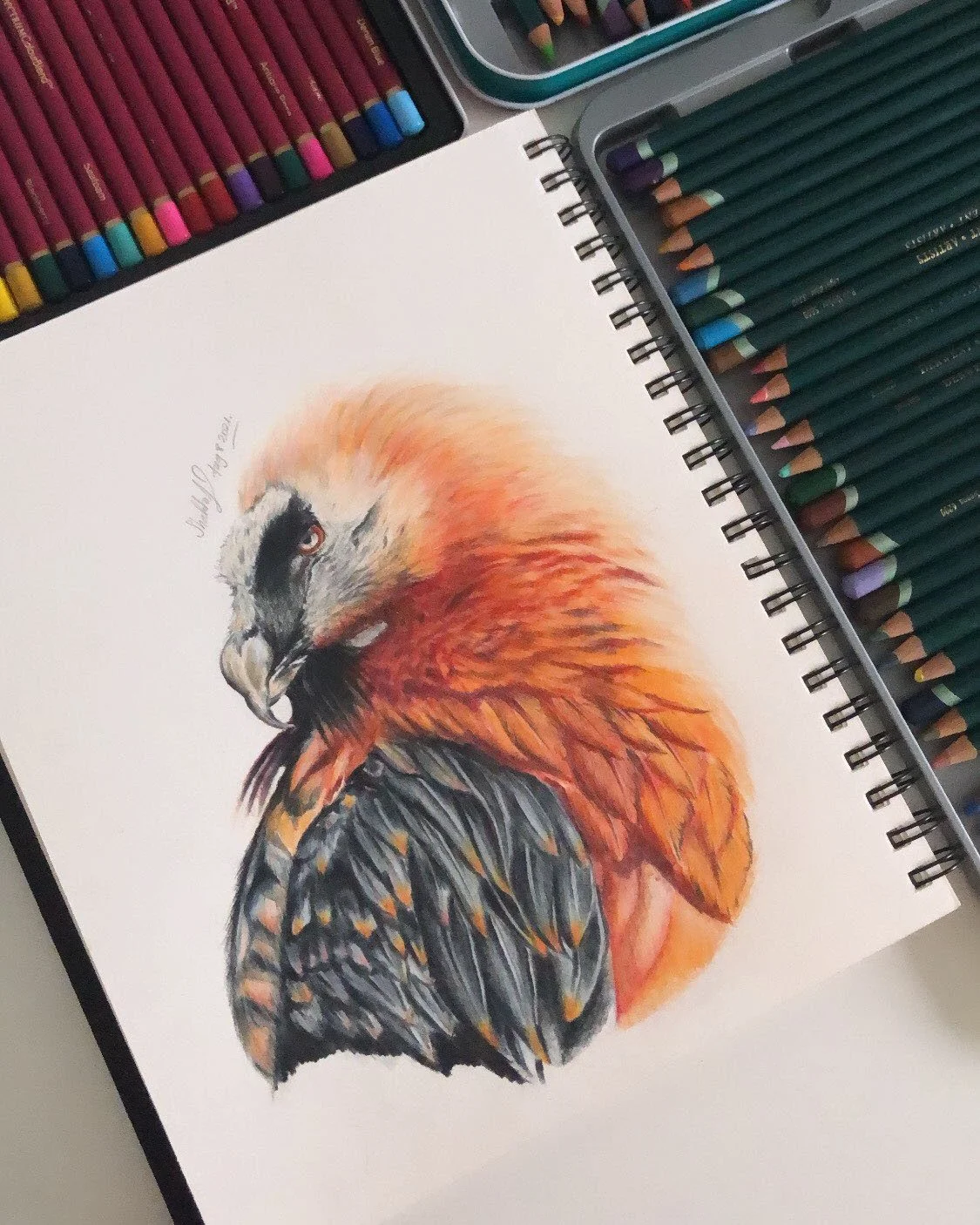 Colorful drawing of a bird of prey surrounded by colored pencils.