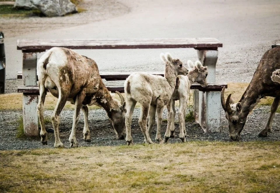 Four donkeys grazing near a weathered wooden bench in an outdoor setting.