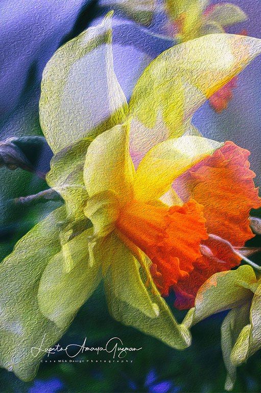 Springy Daffodill , Digital Photography.
The springy daffodils create a stunning yellow, orange, and green carpet across the gardens everywhere, resembling a magical dream that unfolds overnight. Their presence enhances the beauty of the surroundi