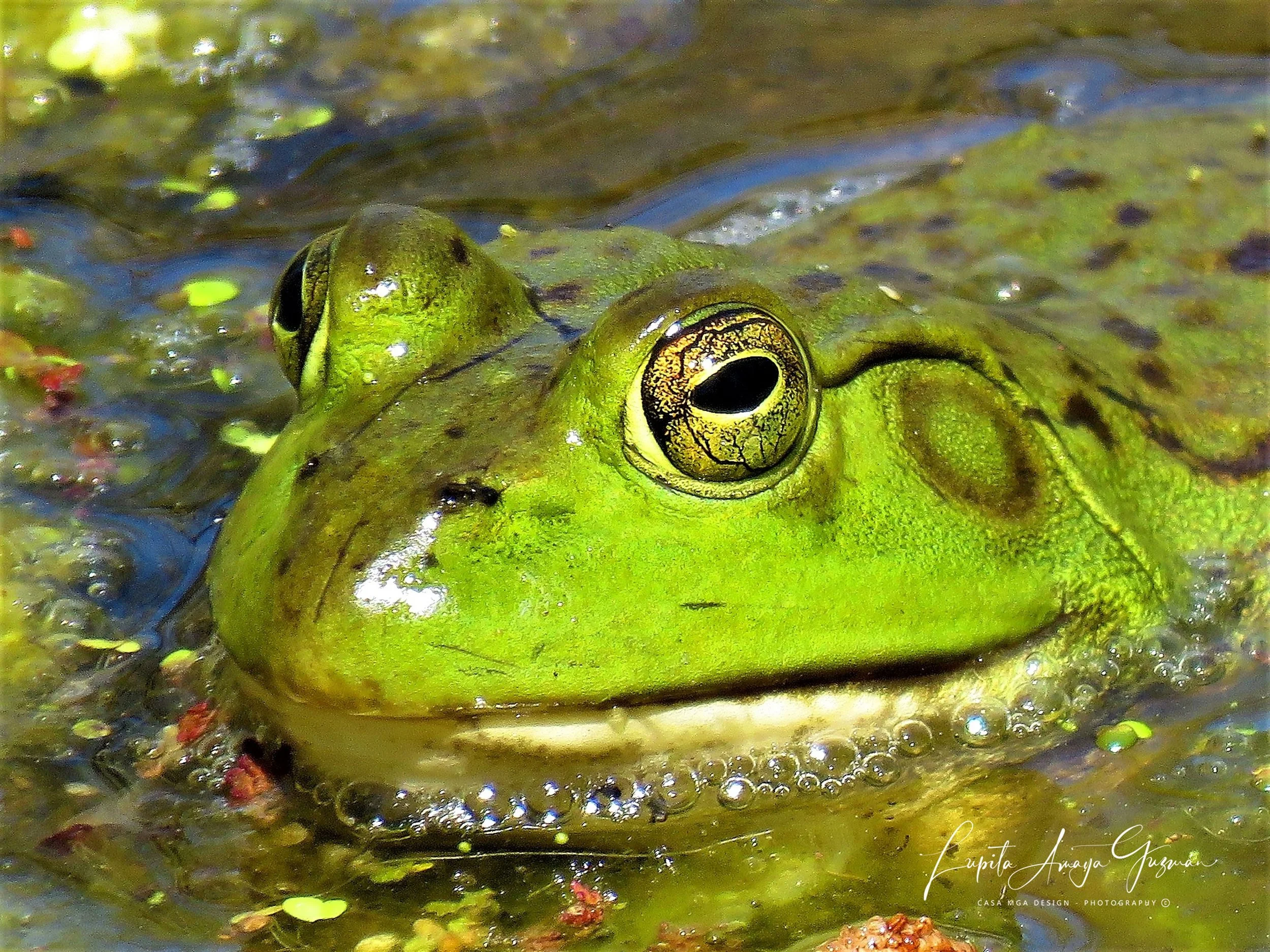 Artist: Lupita Amaya G