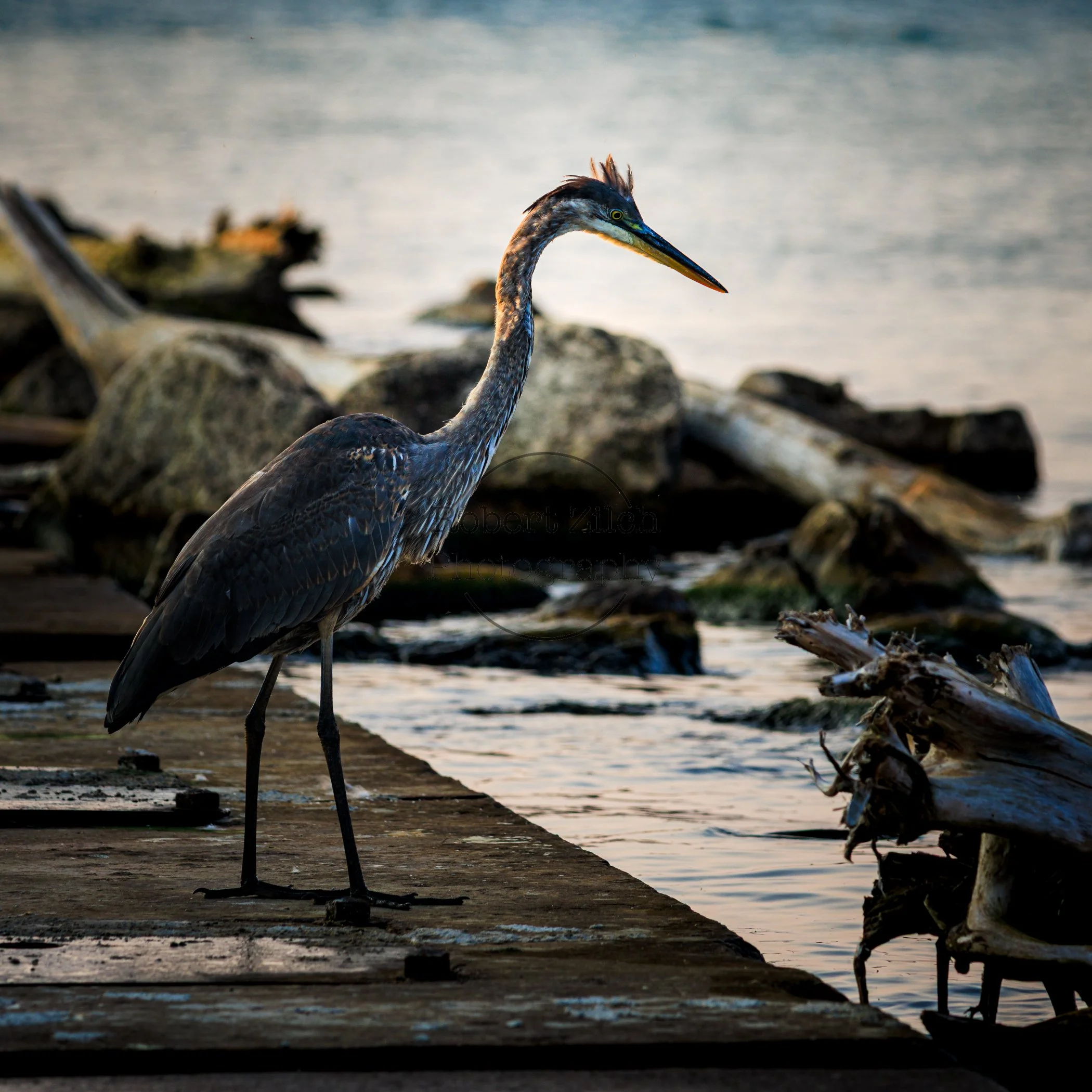 The Great Blue Heron was keeping a watchful eye on me, but he posed so very nicely for me!