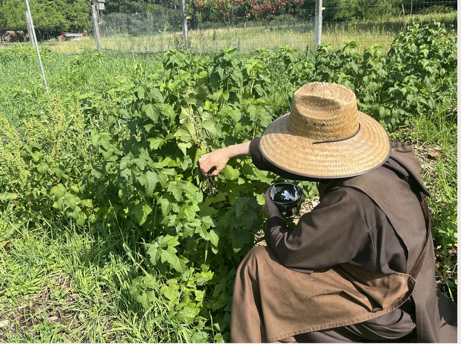 Our Black Currant Harvest