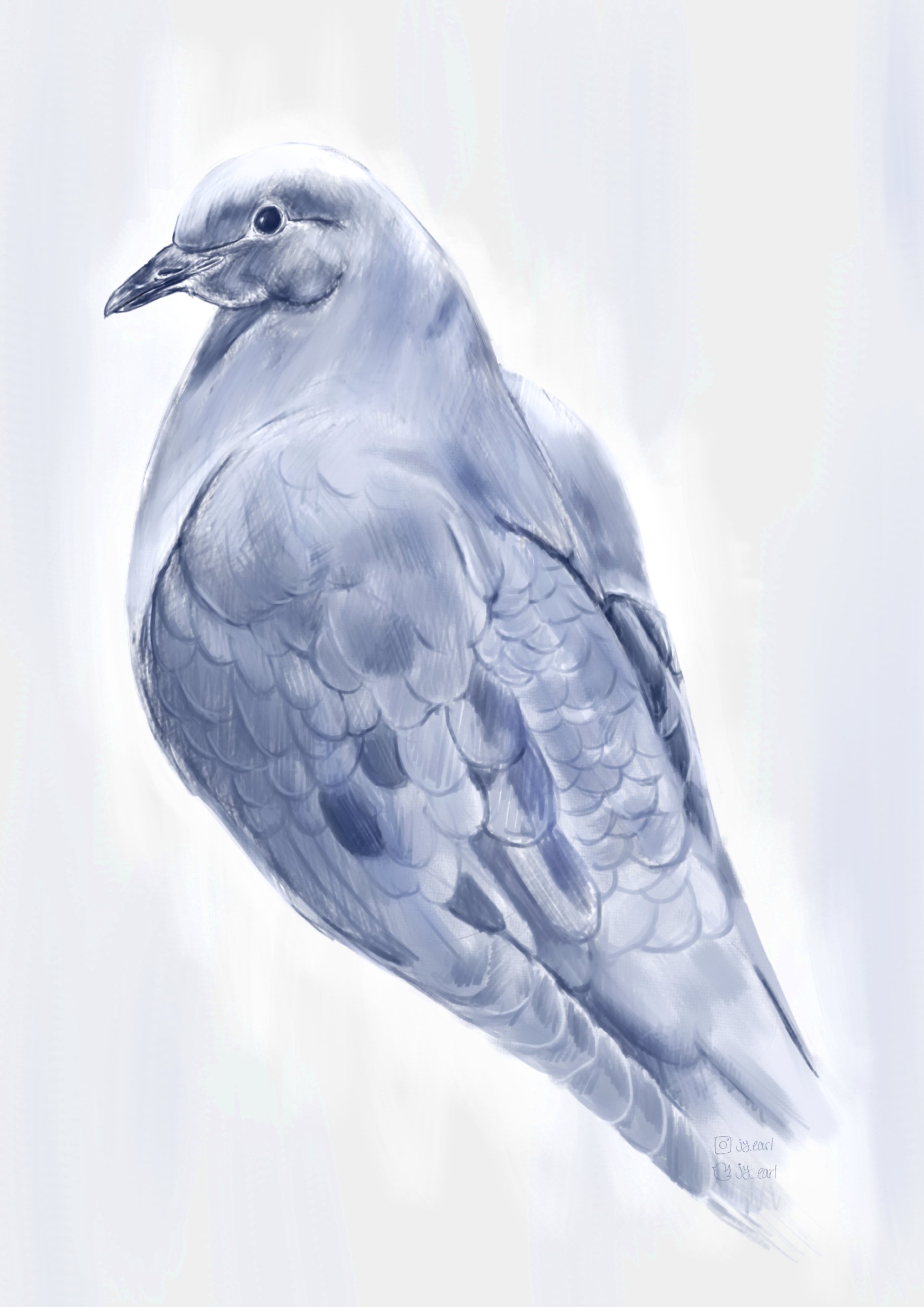 Mourning Dove.jpg