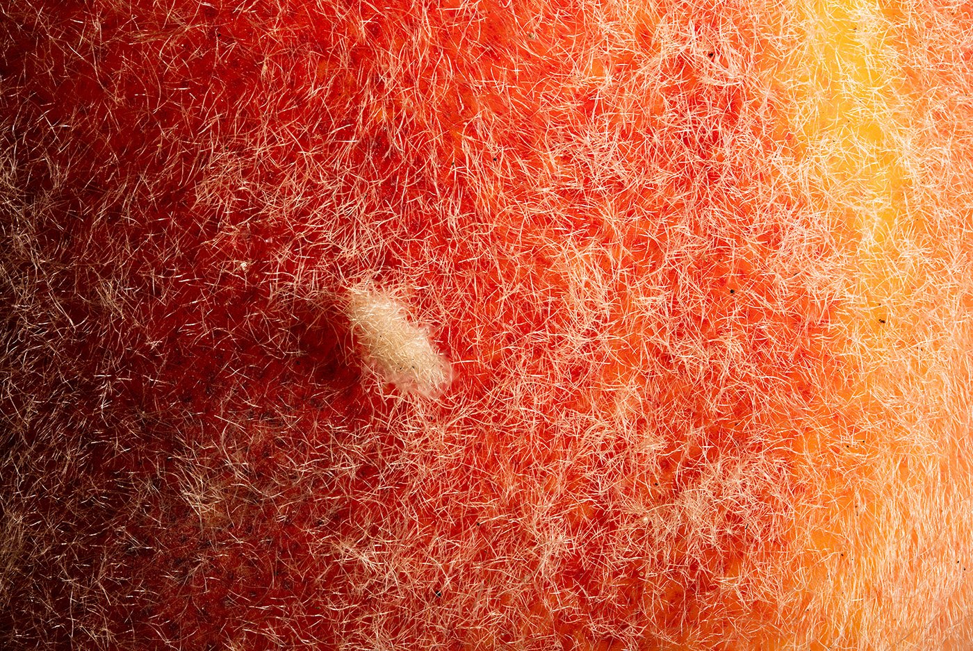 f_PeachFuzz.jpg