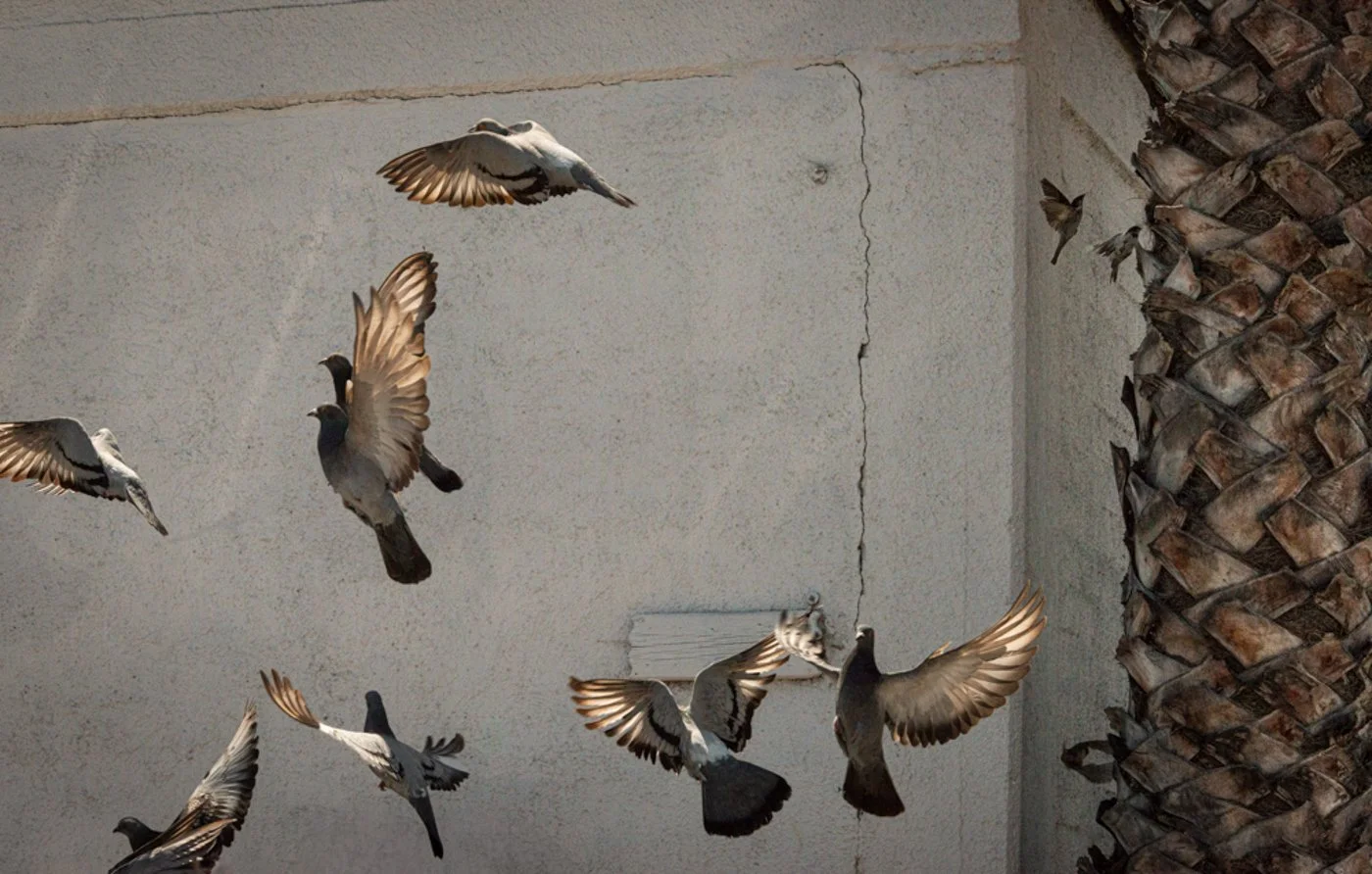 e_Flock.jpg