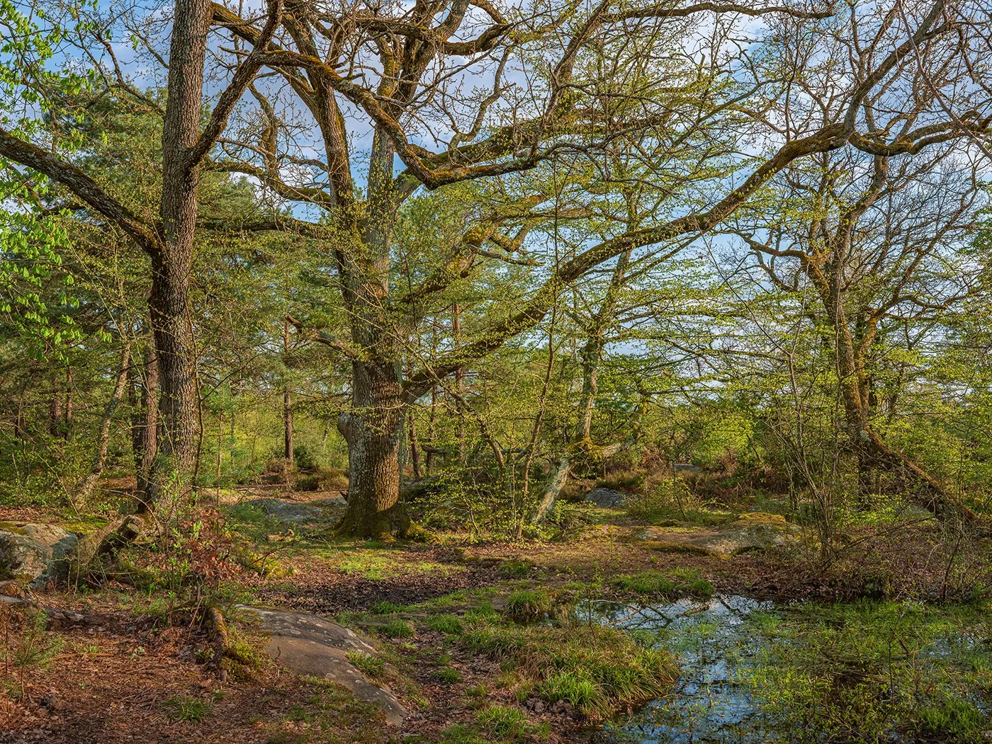A_Trees_and_a_Pond_in_the_Fontainebleau_Forest_France.jpg