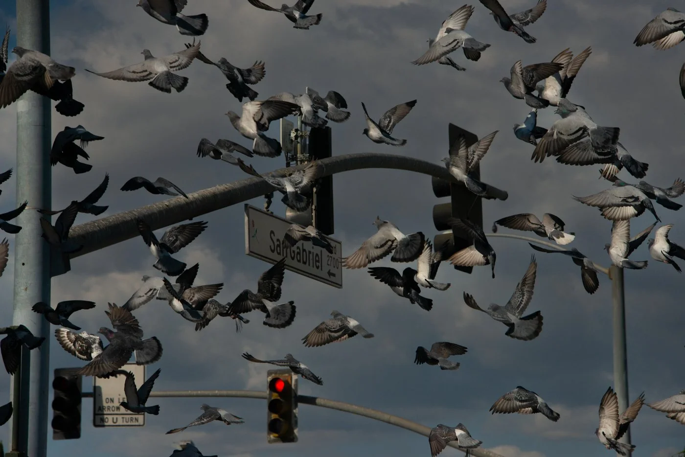 s_Flock.jpg
