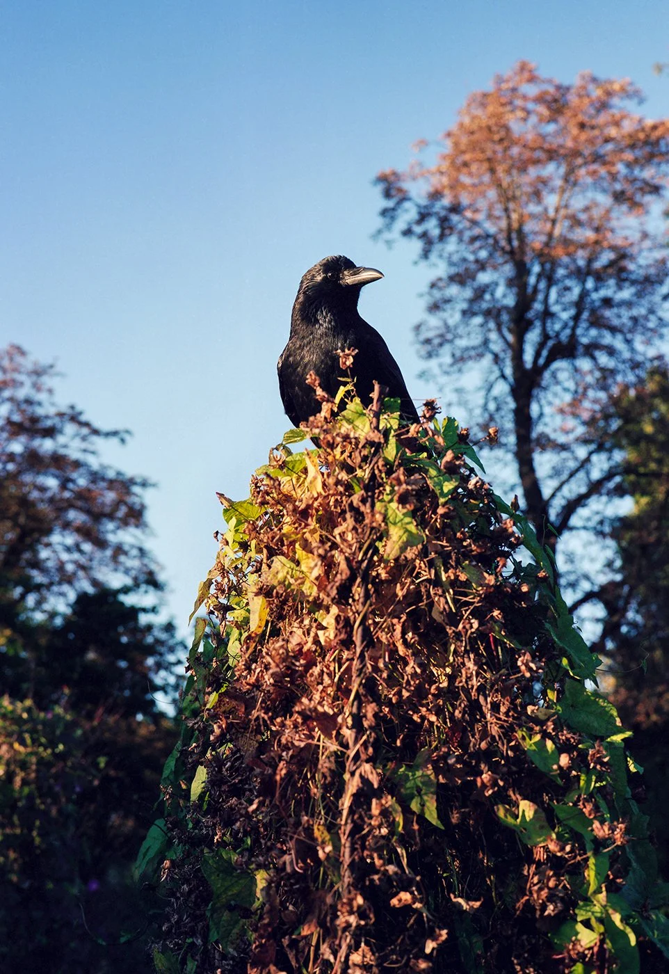 f_Paris_jardin_des_plantes.jpg