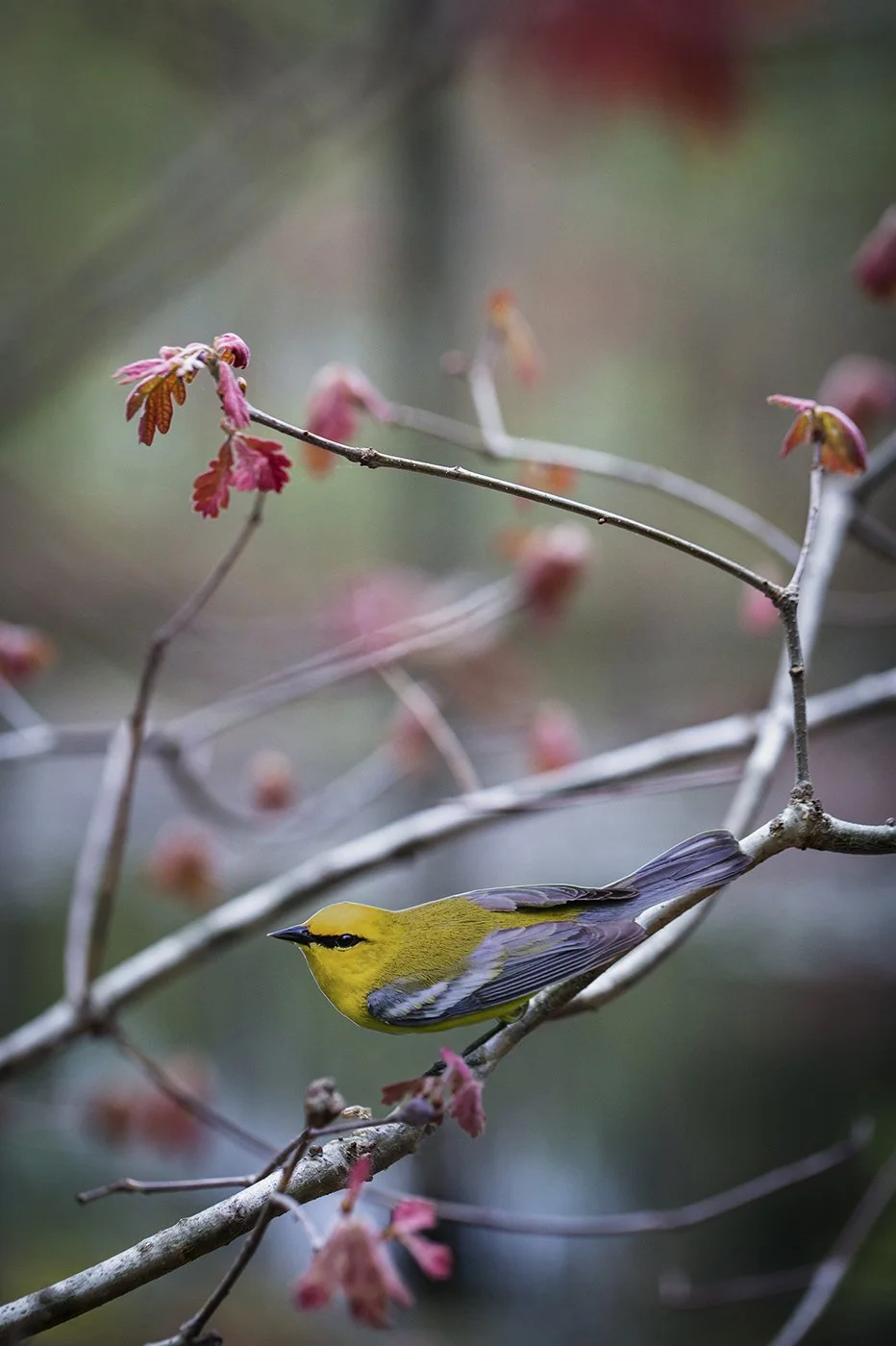 c_Blue_winged_Warbler.jpg
