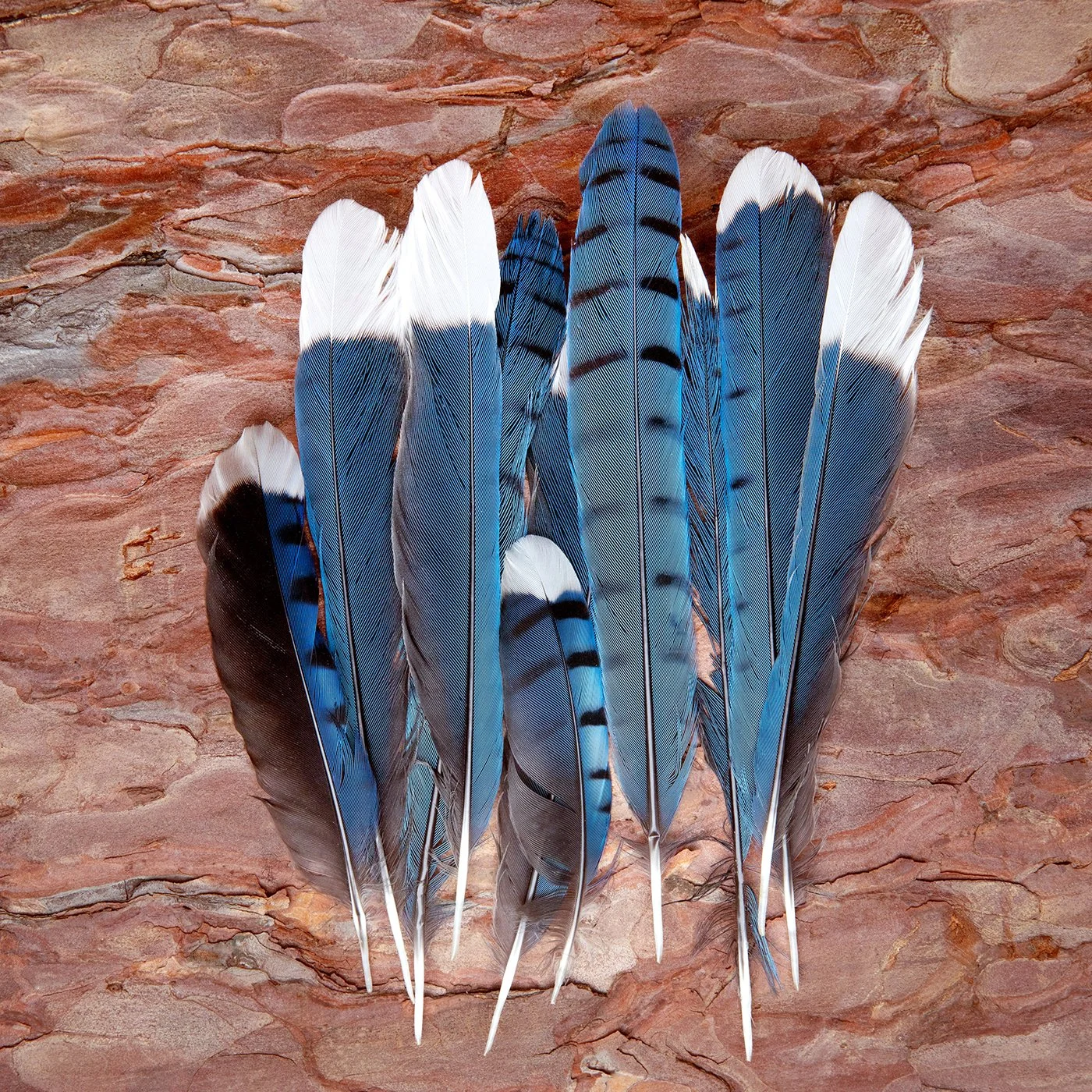 FlockOfBlue_on_Red_Pine.jpg