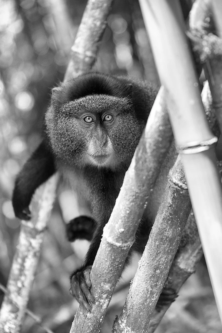 f_Golden_Monkey.jpg