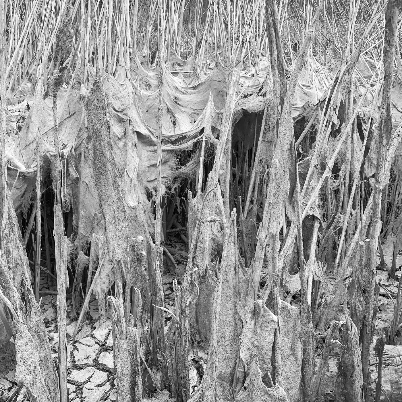 c_dried_mud_on_reeds.jpg