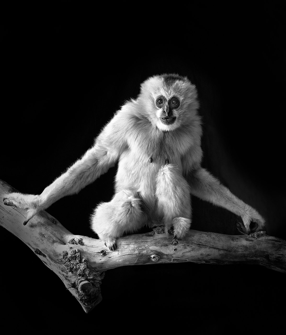 a_Northern_White_Cheeked_Gibbon.jpg