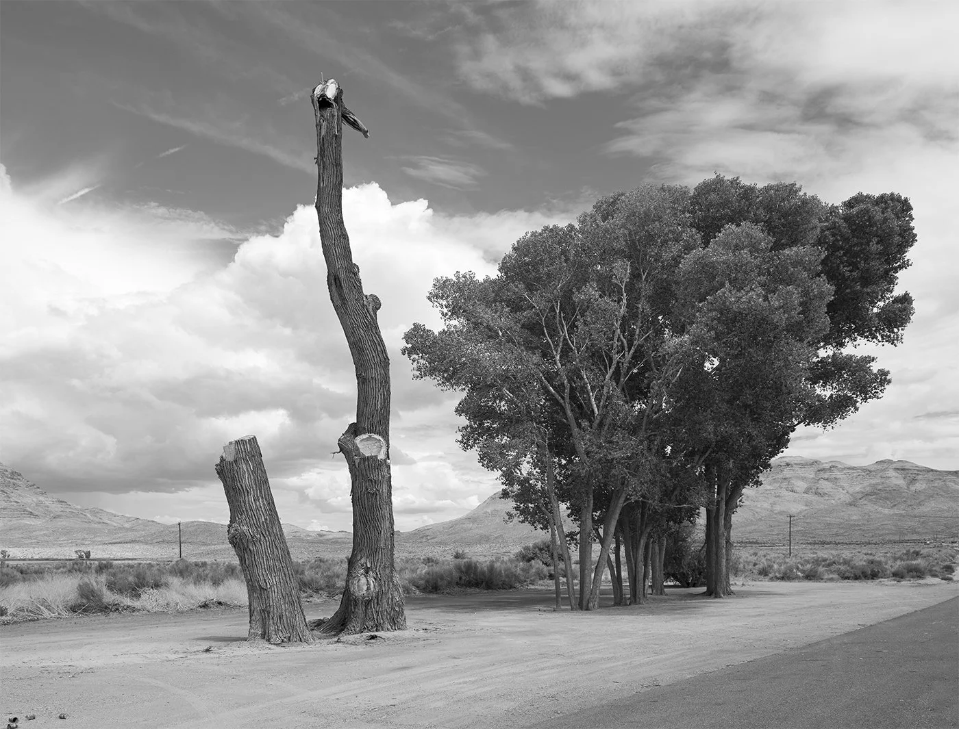 d_AOR-Roadside_Snag.jpg