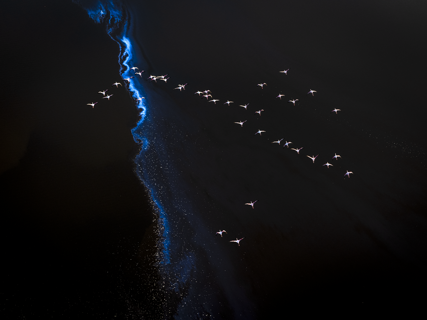 a_Flight in Blue - Jon McCormack.png