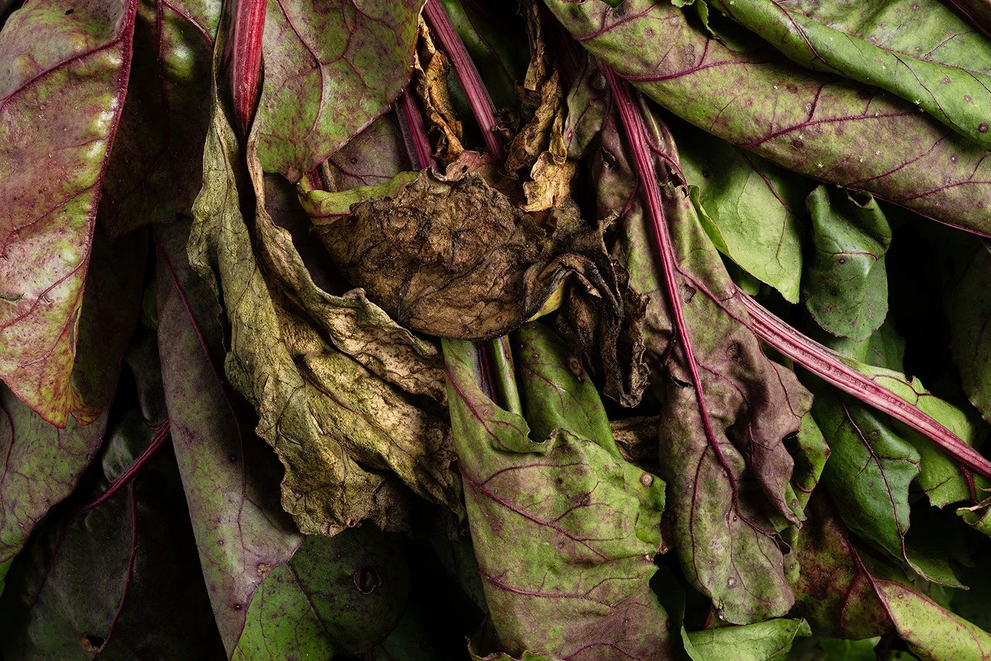 b_BeetGreens.jpg