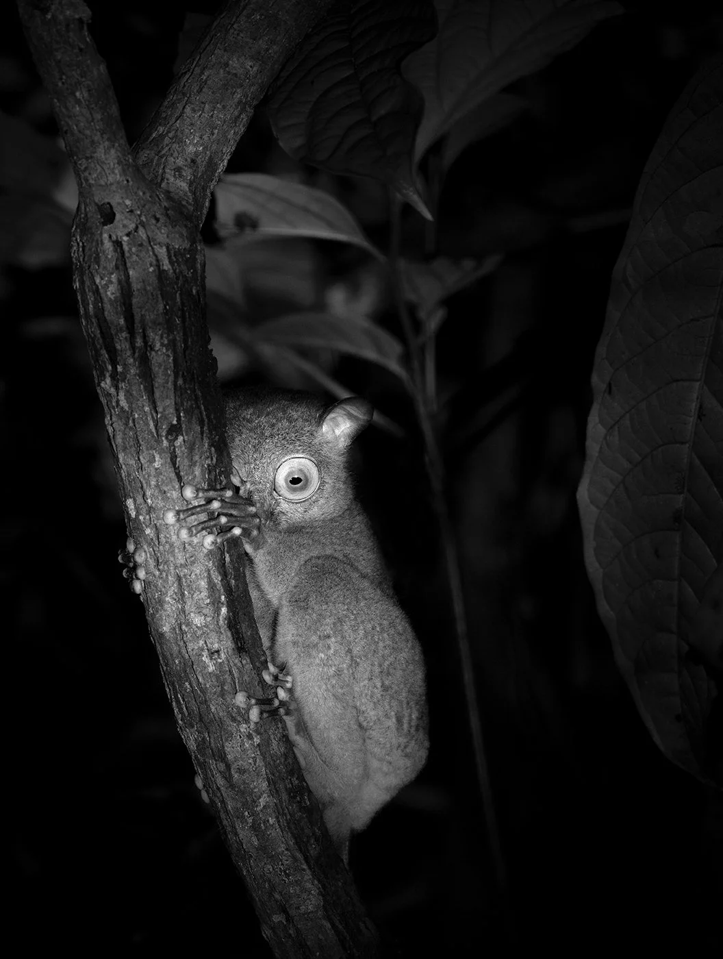 e_Tarsier.jpg