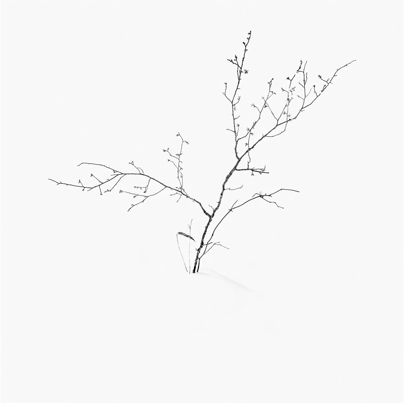 g_17syllables - フォトスタジオザ・フォースアベニュー.jpg