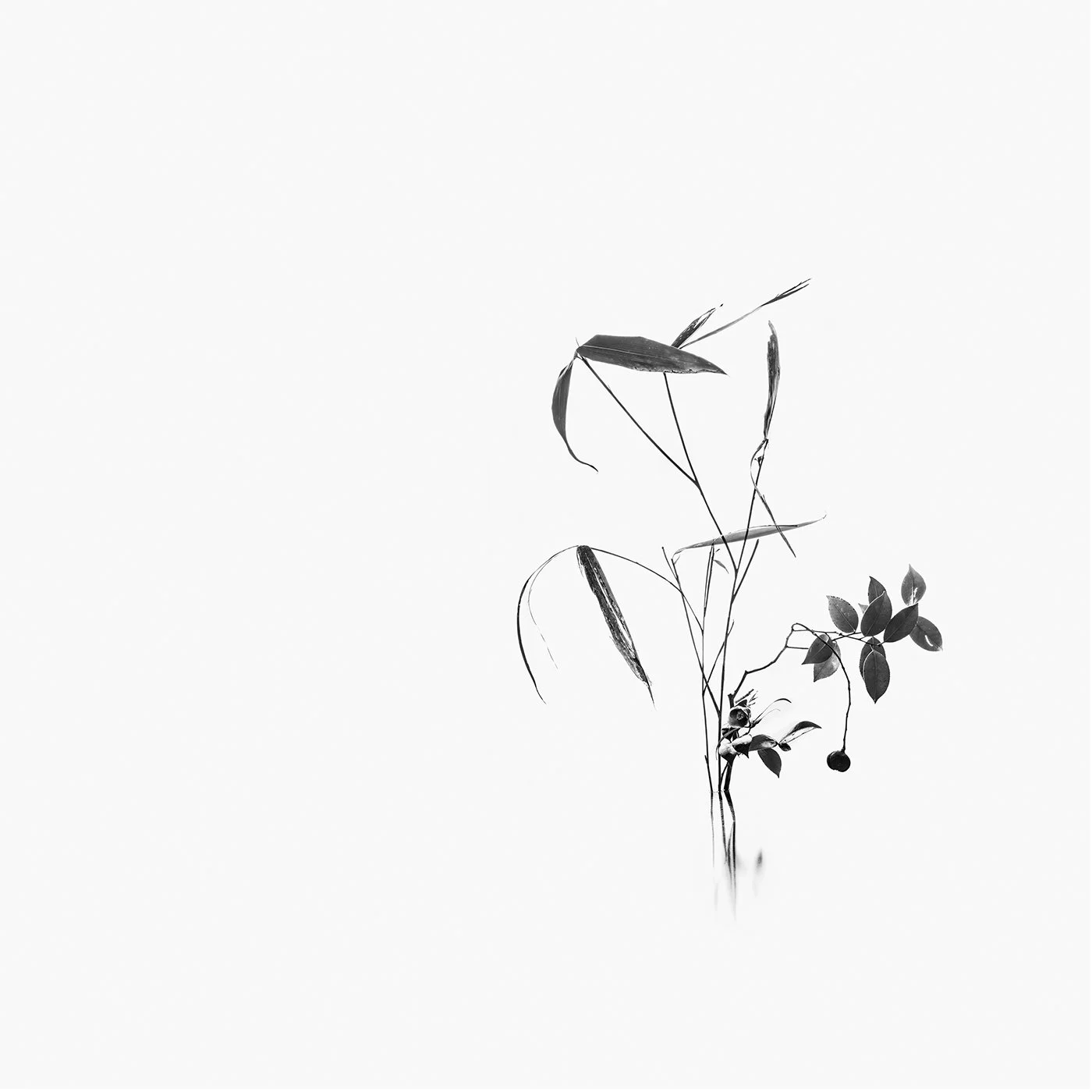 d_17syllables - フォトスタジオザ・フォースアベニュー.jpg