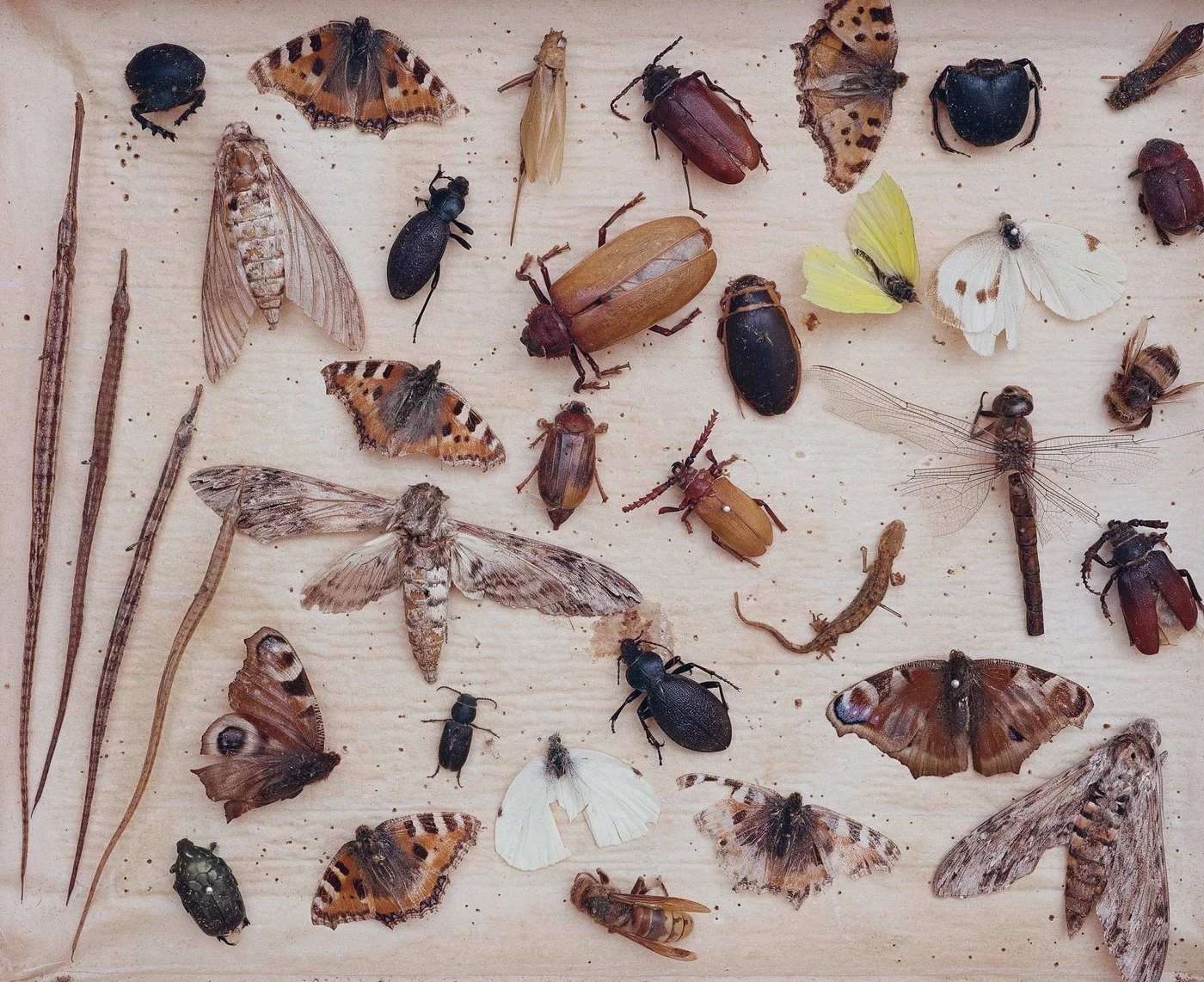 i_entomological_collection.JPG