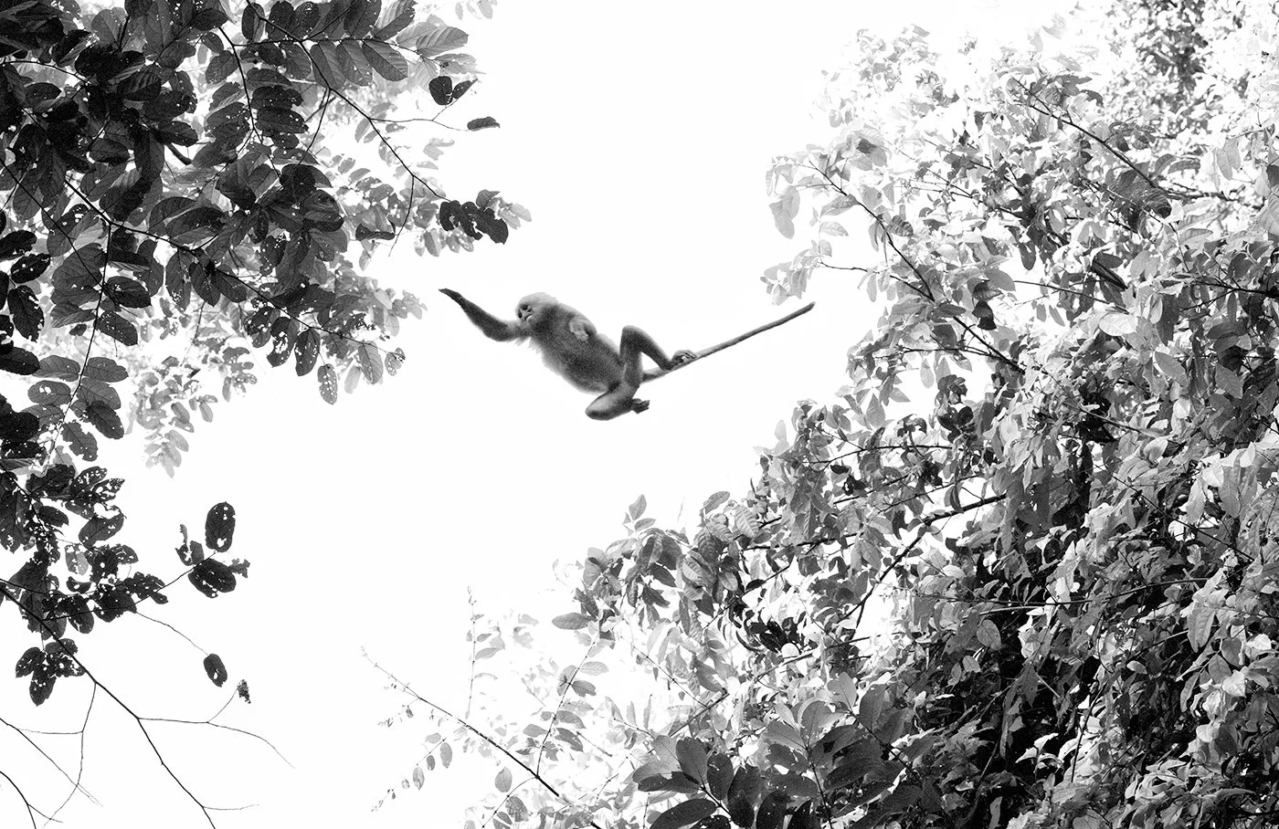 d_Red_leaf_monkey.jpg