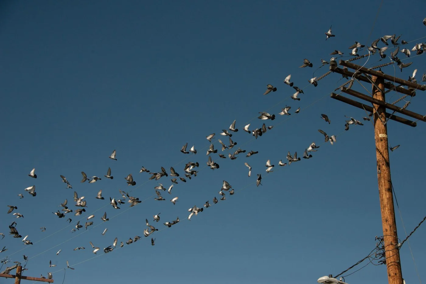 h_Flock_2.jpg