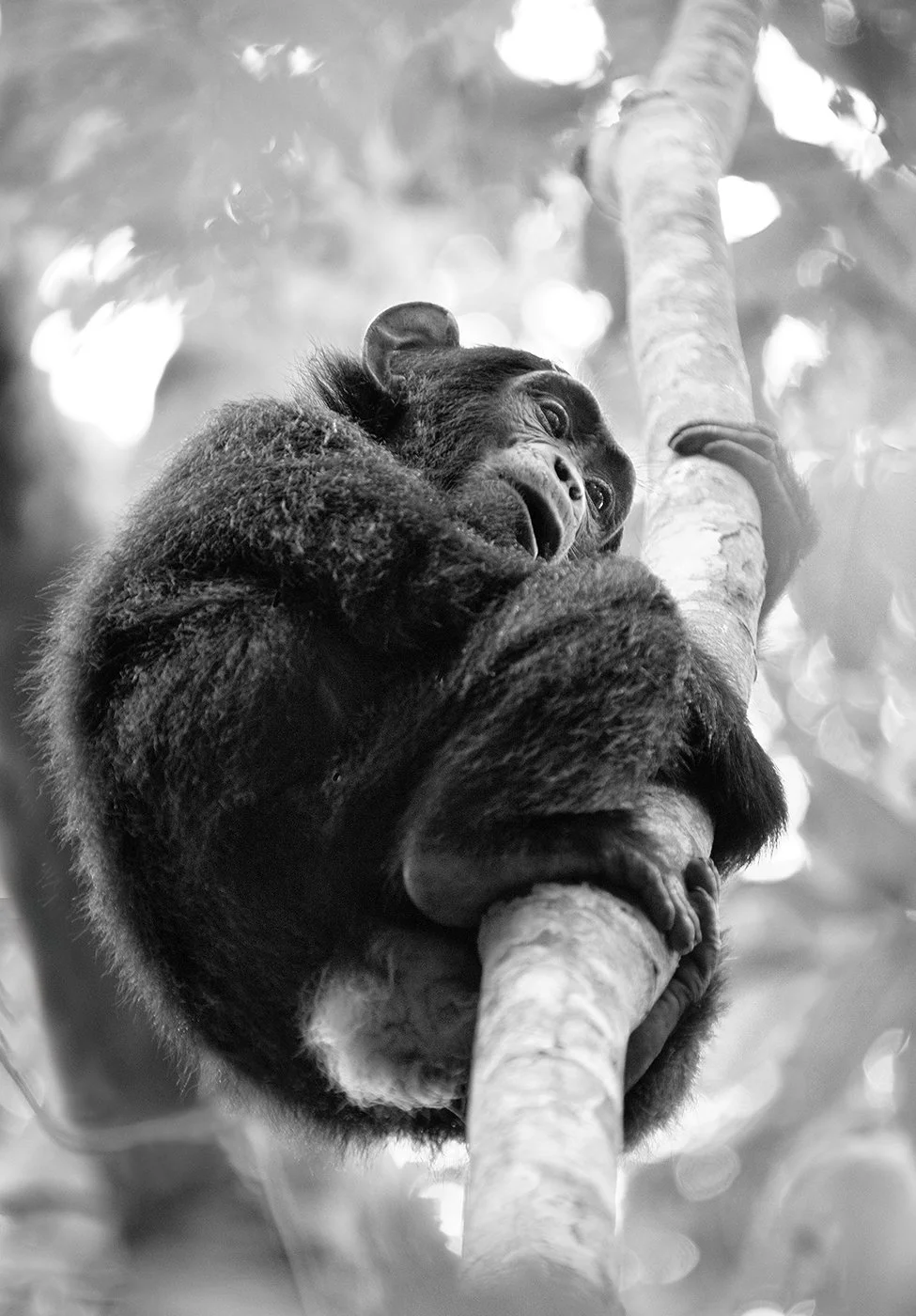 b_Chimpanzee.jpg