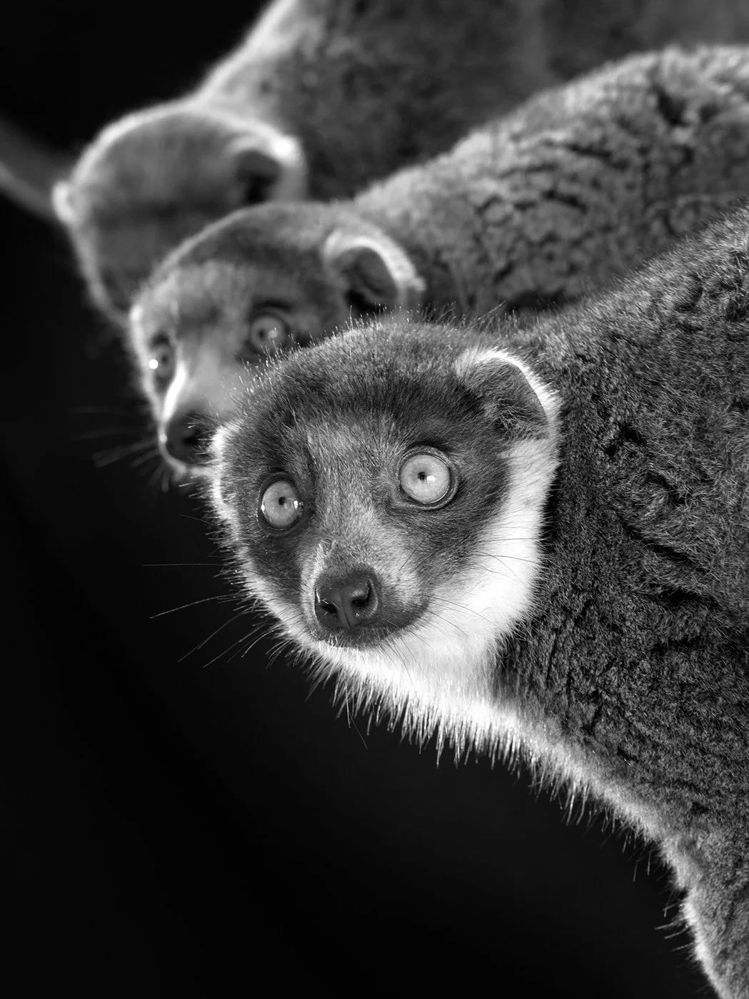 c_Mongoose_lemurs.jpg