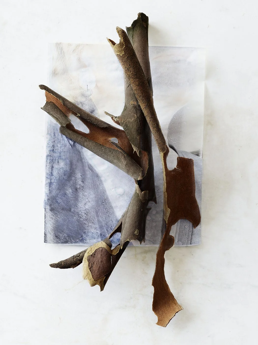 London_Plane_Tree_13.jpg