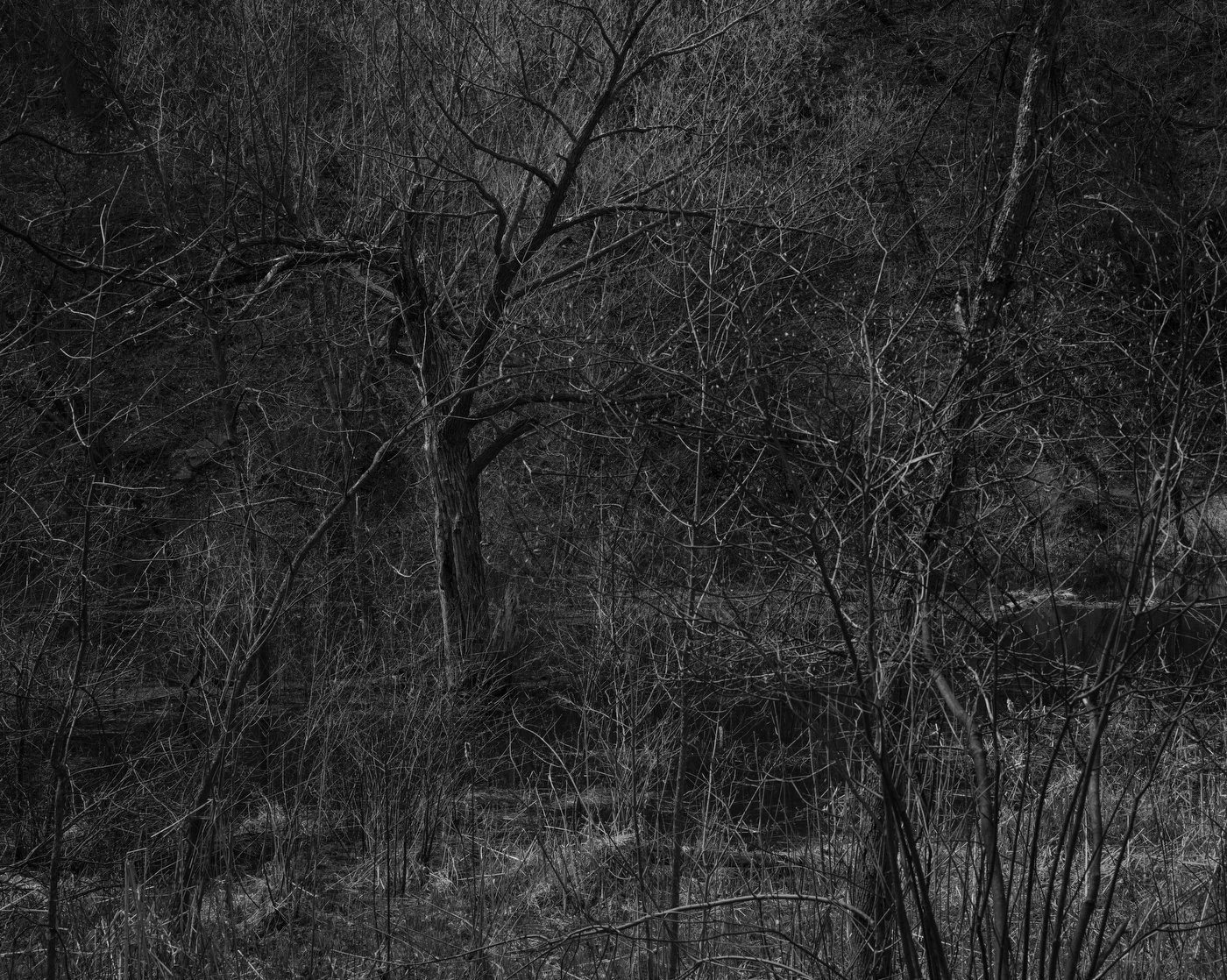 c_Dormant_Forest.jpg