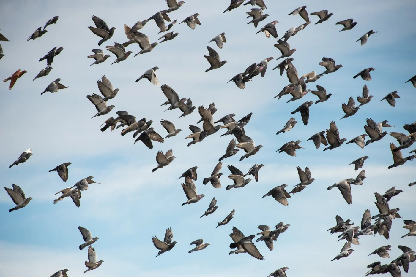 b_Flock_2.jpg