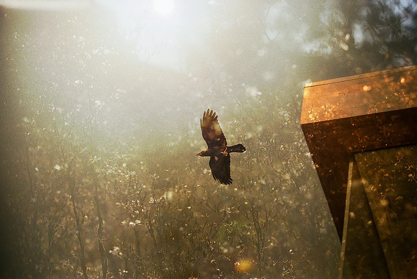 _q_Where_the_Lovely_Dream_Has_Flown_.jpg