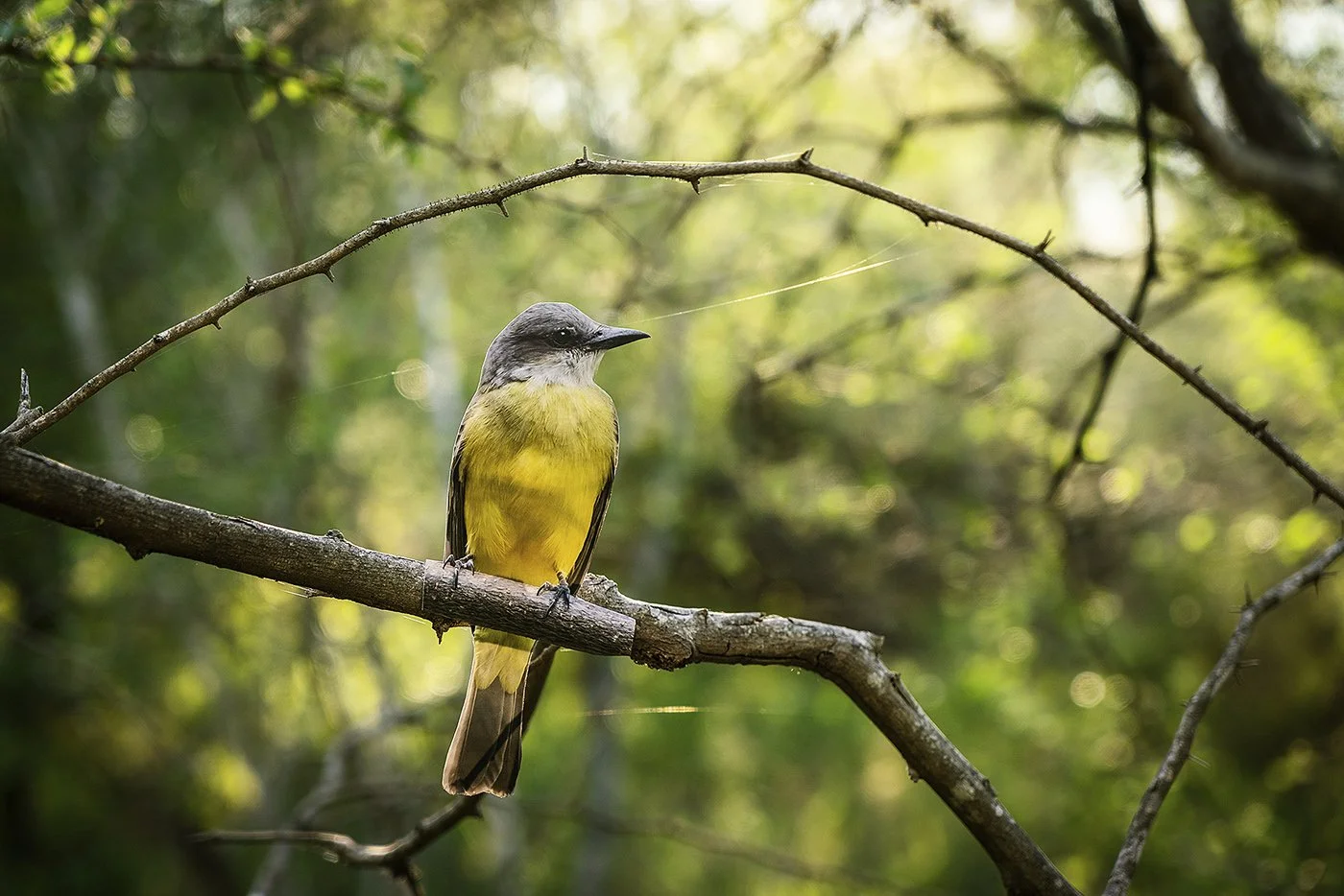 b_Couchs_Kingbird.jpg