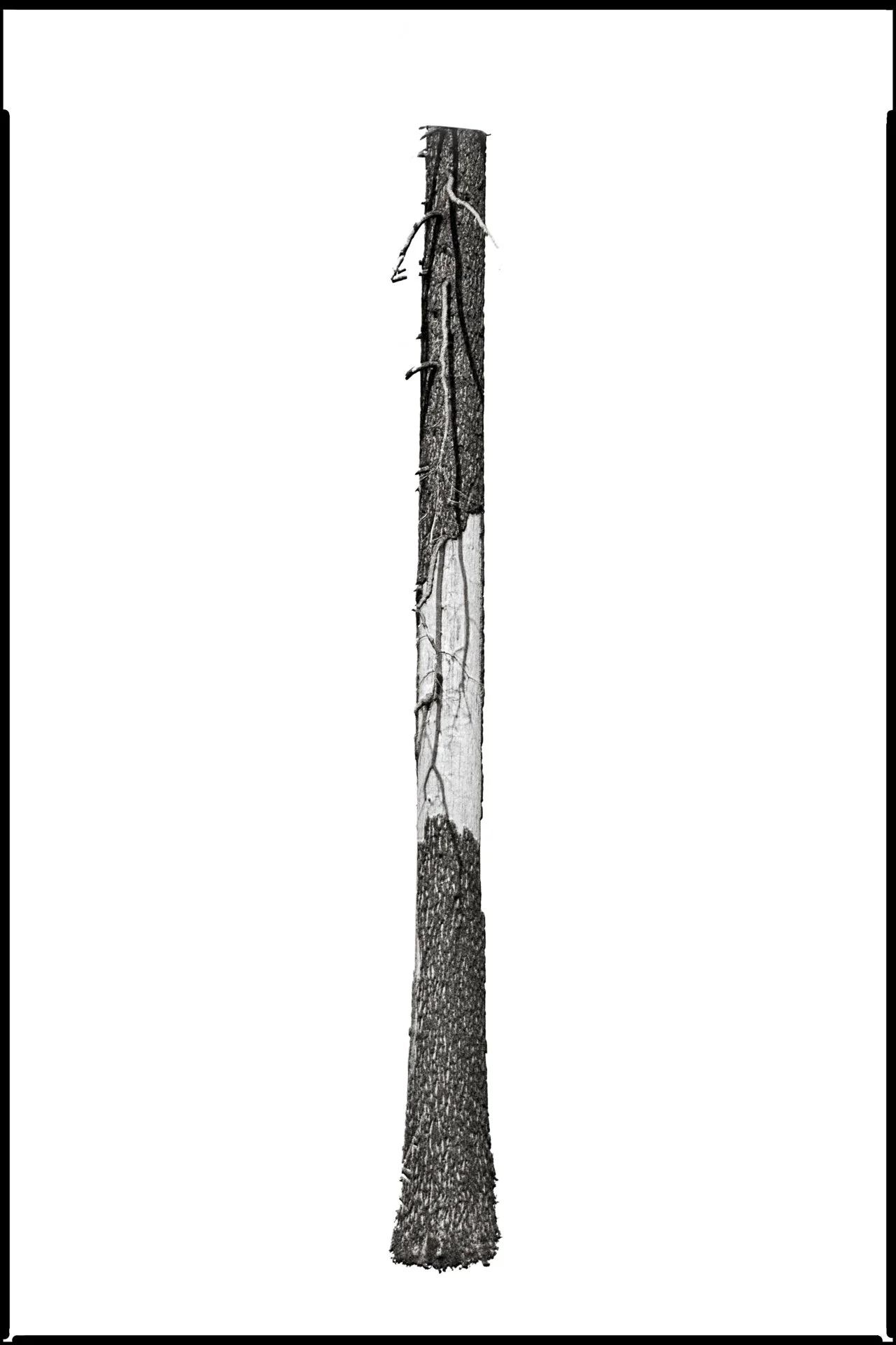 03_No._731204_Quiet_Sentinel_AftertheBurn_DavidWelch.jpg