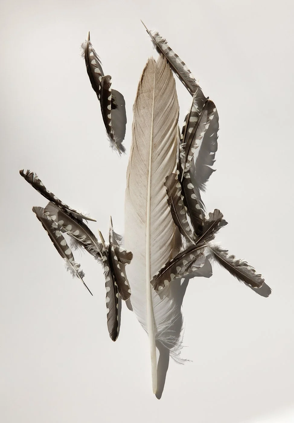 c_1EagleTailSpottedFriends.jpg