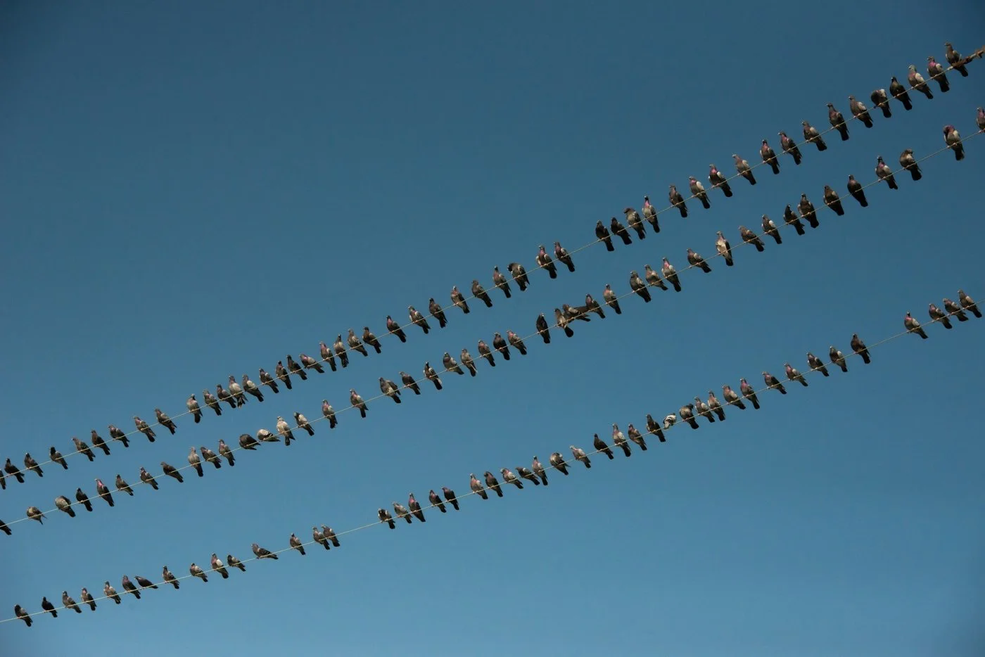 g_Flock (1).jpg