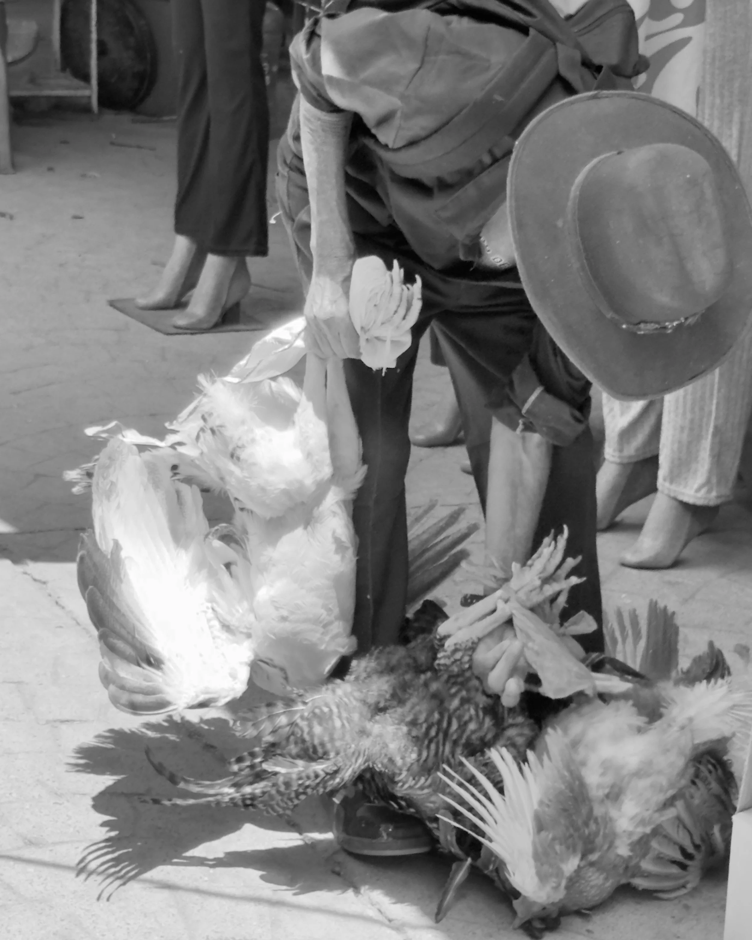 d_Gallinas.jpeg