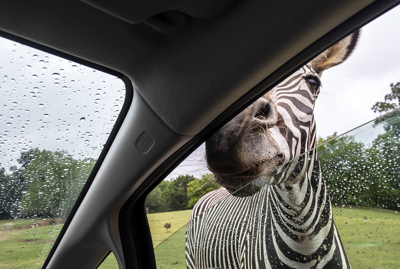 09_JOHNSTONE_ZebraBitesCar.jpg