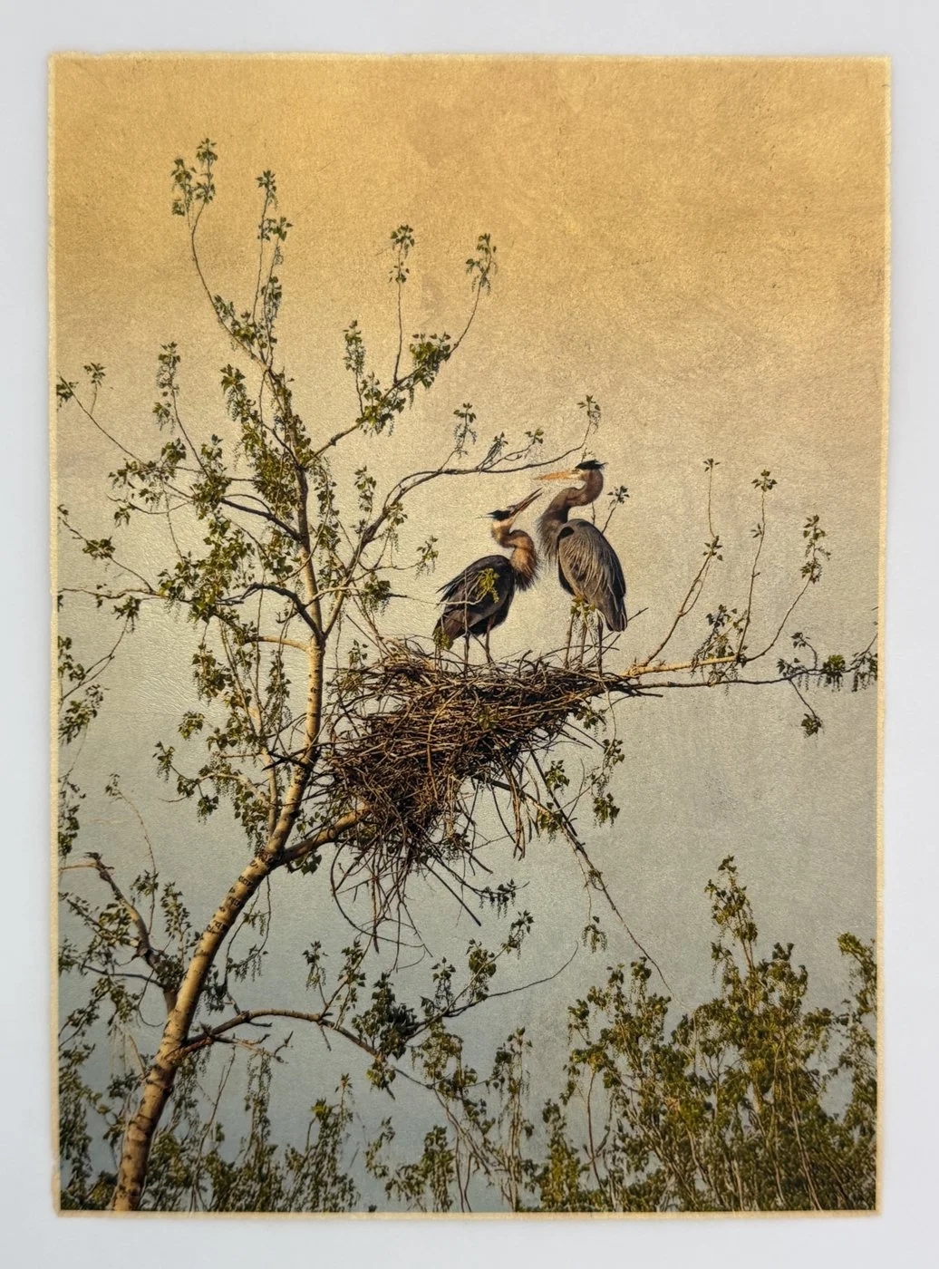 a_TheLastRookery1.jpg
