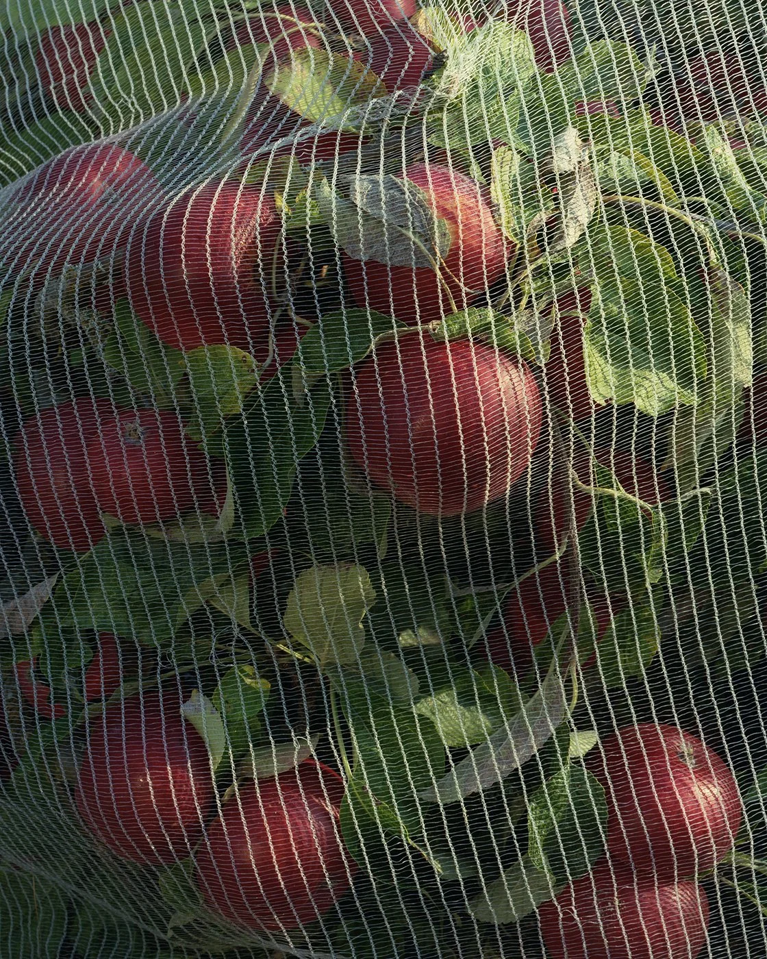 f_manzanas.jpg