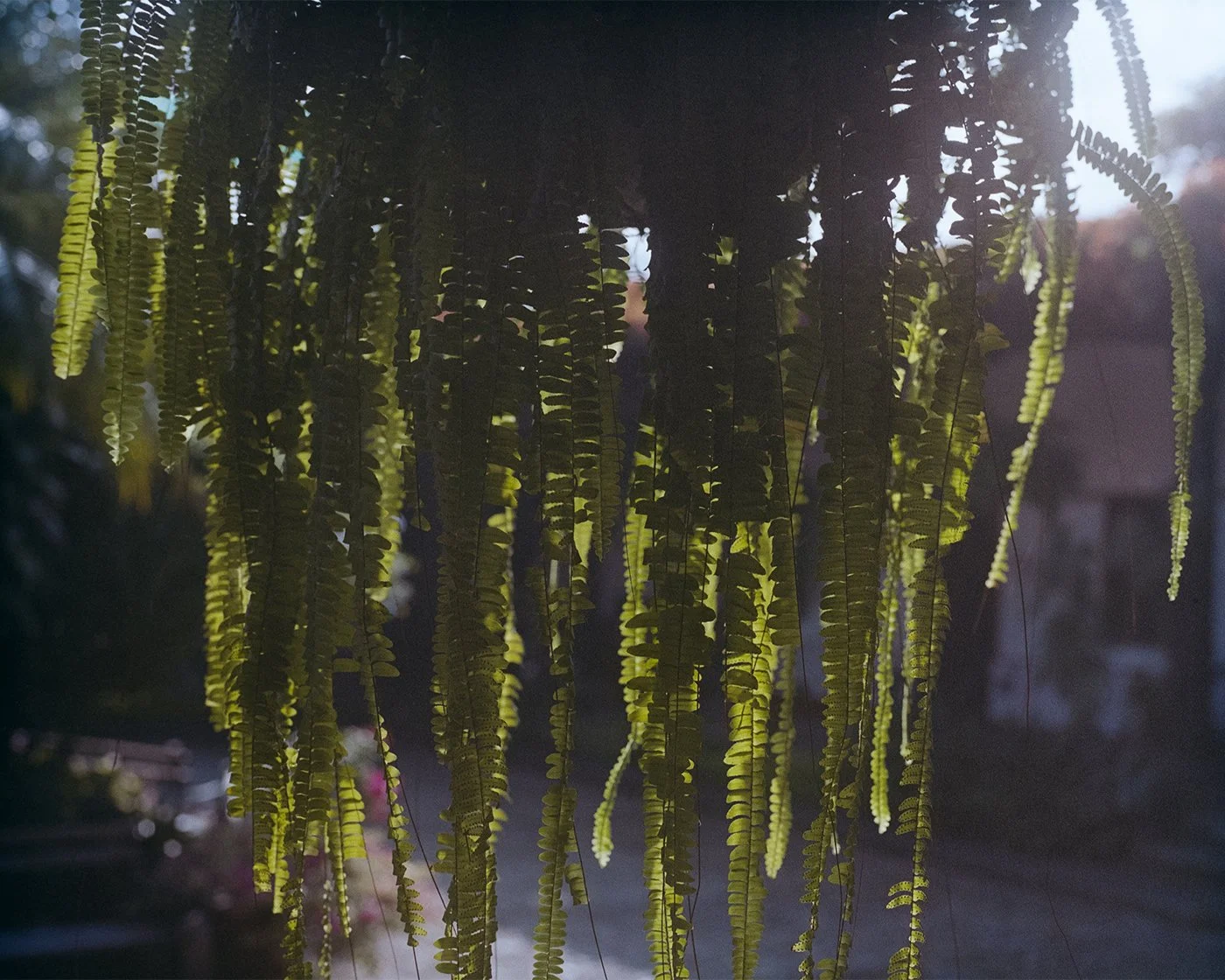 b_Hanging_Plant.jpg