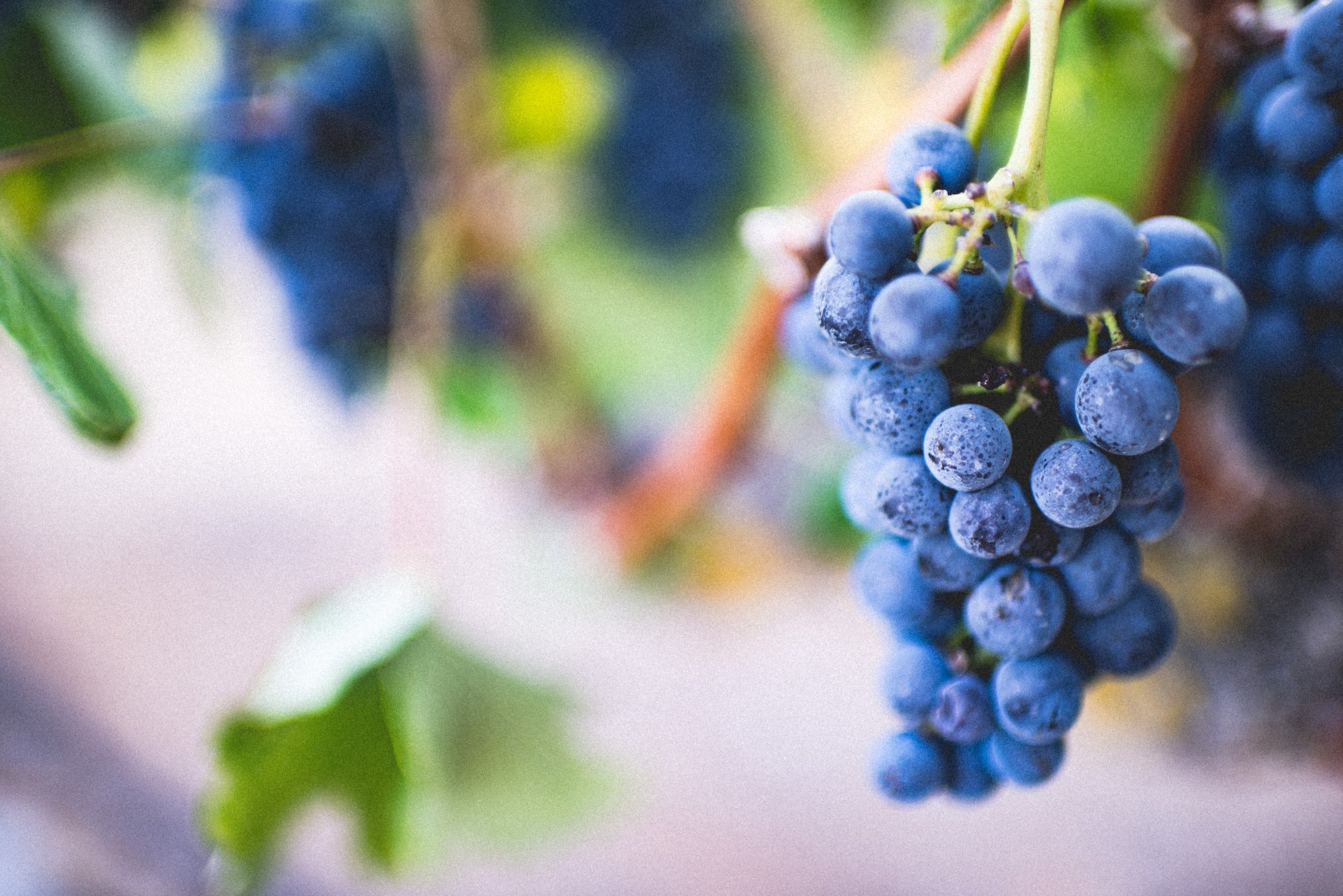 Malbec — a multicultural grape variety