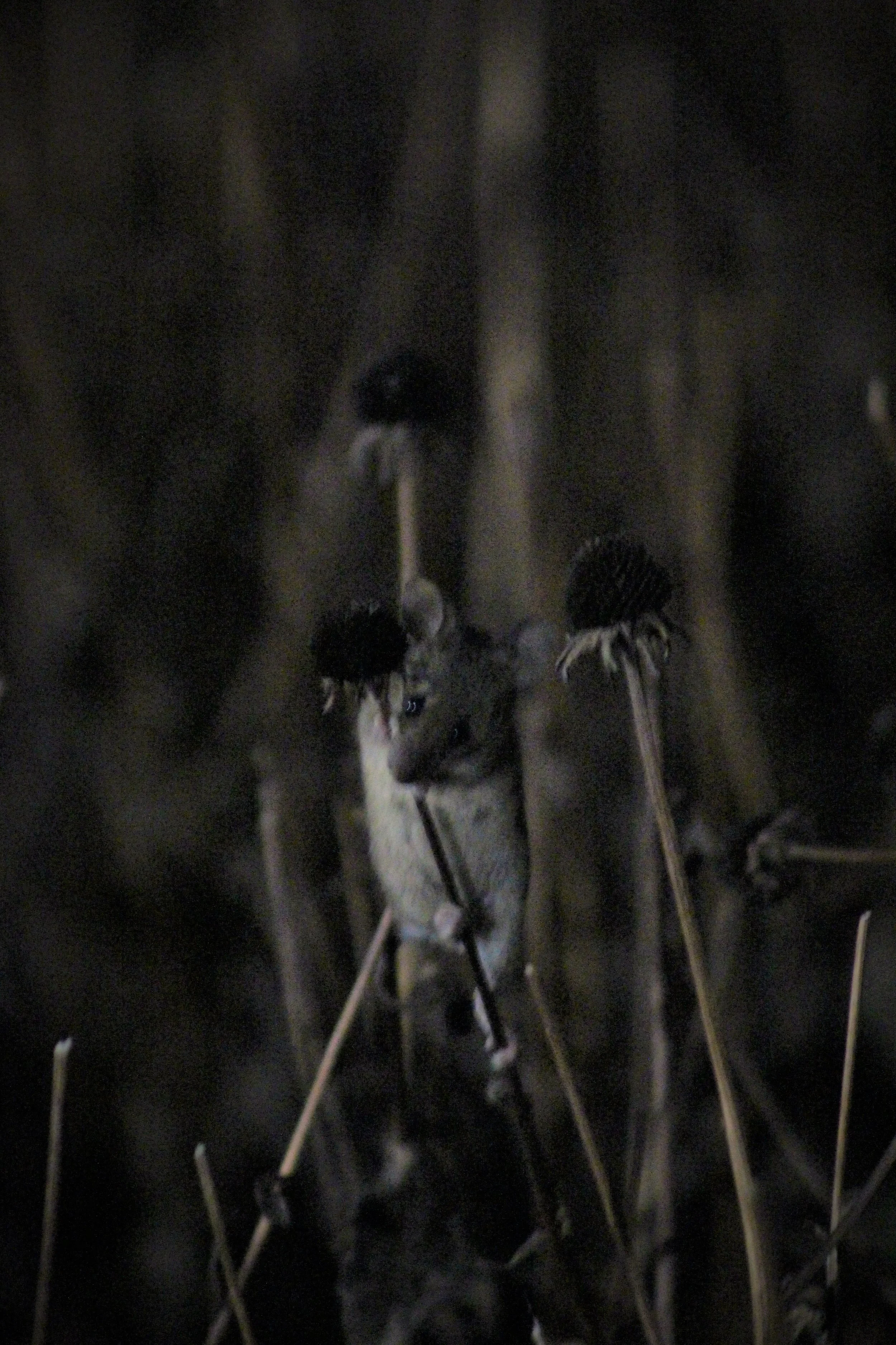 IMG_3294 (2) - Copy.JPG