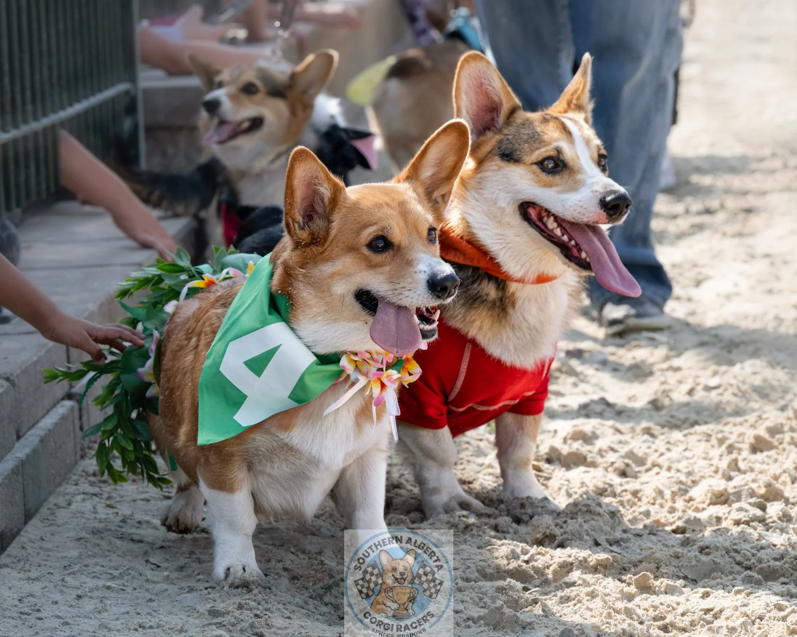 Two Corgi dogs dressed in costumes, one with a green bandana and flower lei, and the other in a red shirt, standing on sandy ground at an outdoor event, with other dogs and people in the background.