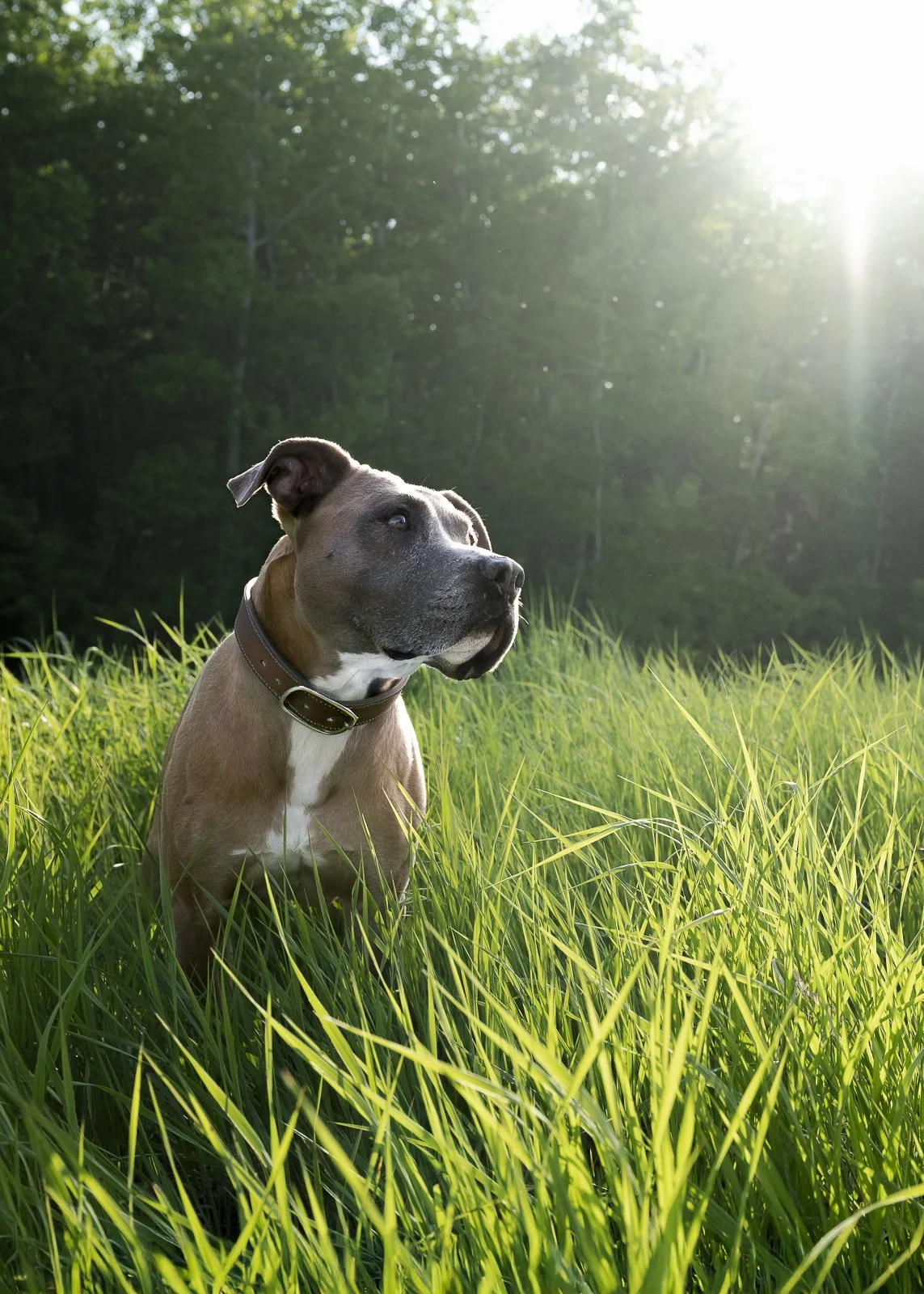 A pit bull dog sitting in tall green grass in a field during sunlight with trees in the background.